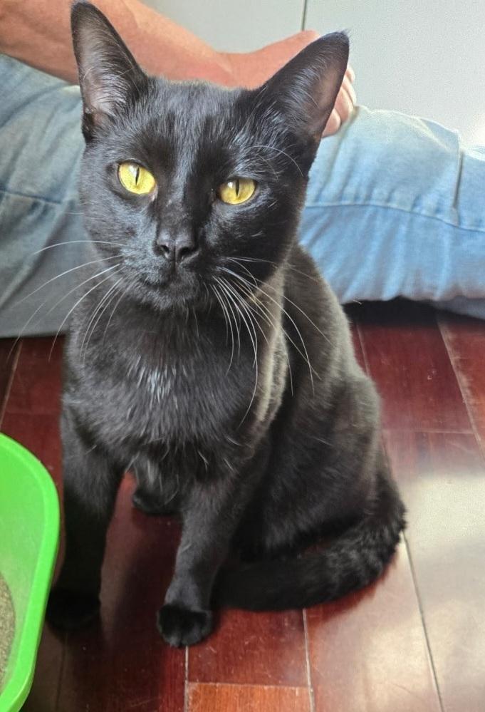 Enlarge Leopardo, a Adoptable Domestic Short Hair in Homer Glen, IL image 2/2