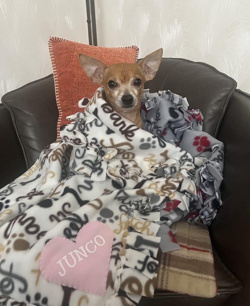 Enlarge Junco, a Adoptable Chihuahua in Shawnee Mission, KS image 2/3