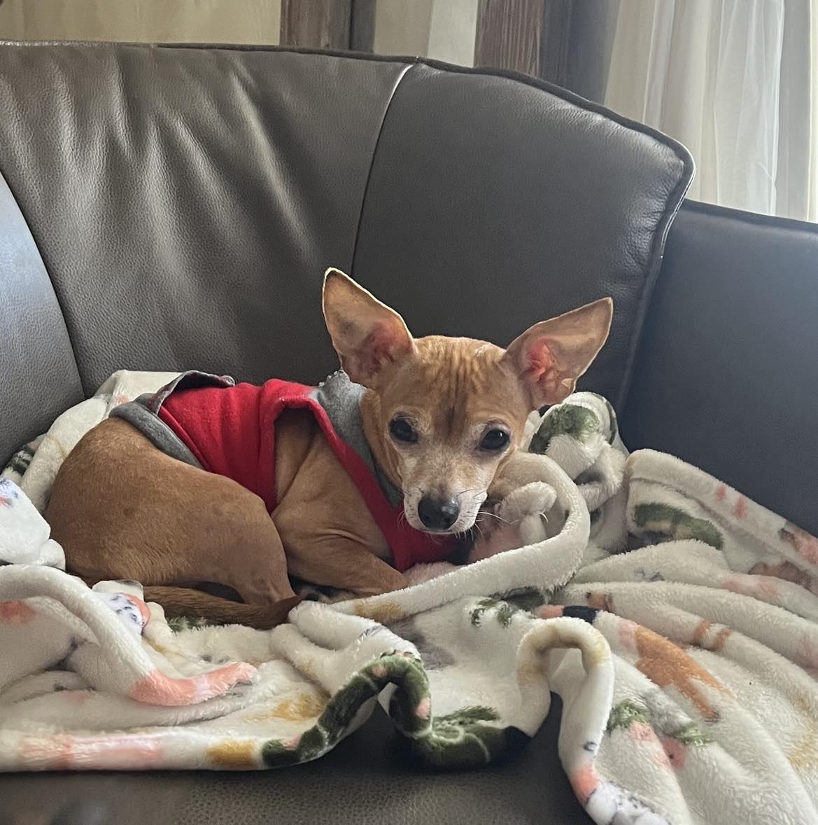 Junco, Adoptable, Senior Male Chihuahua.