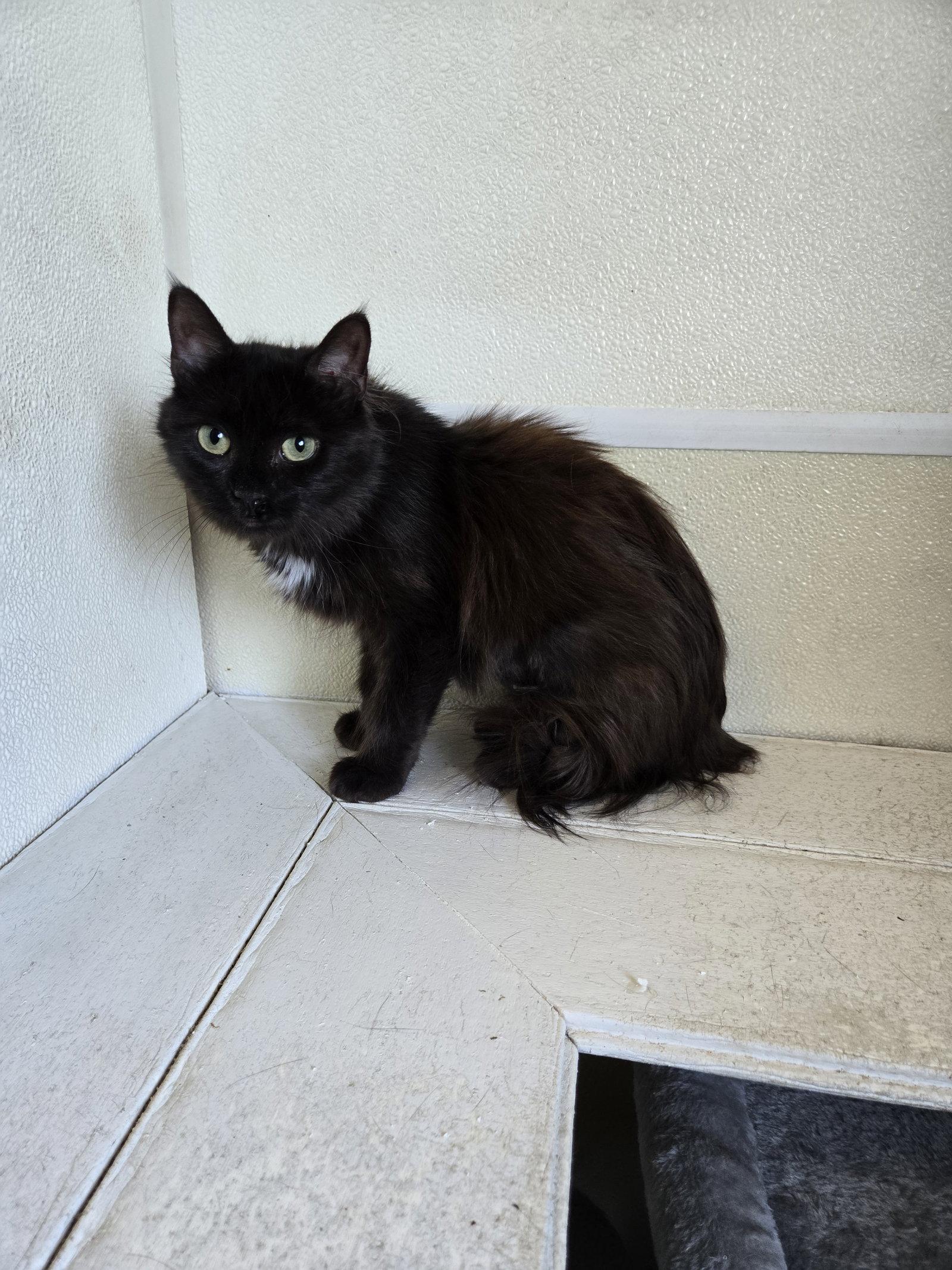 Cassie, Adoptable, Adult Female Domestic Long Hair.