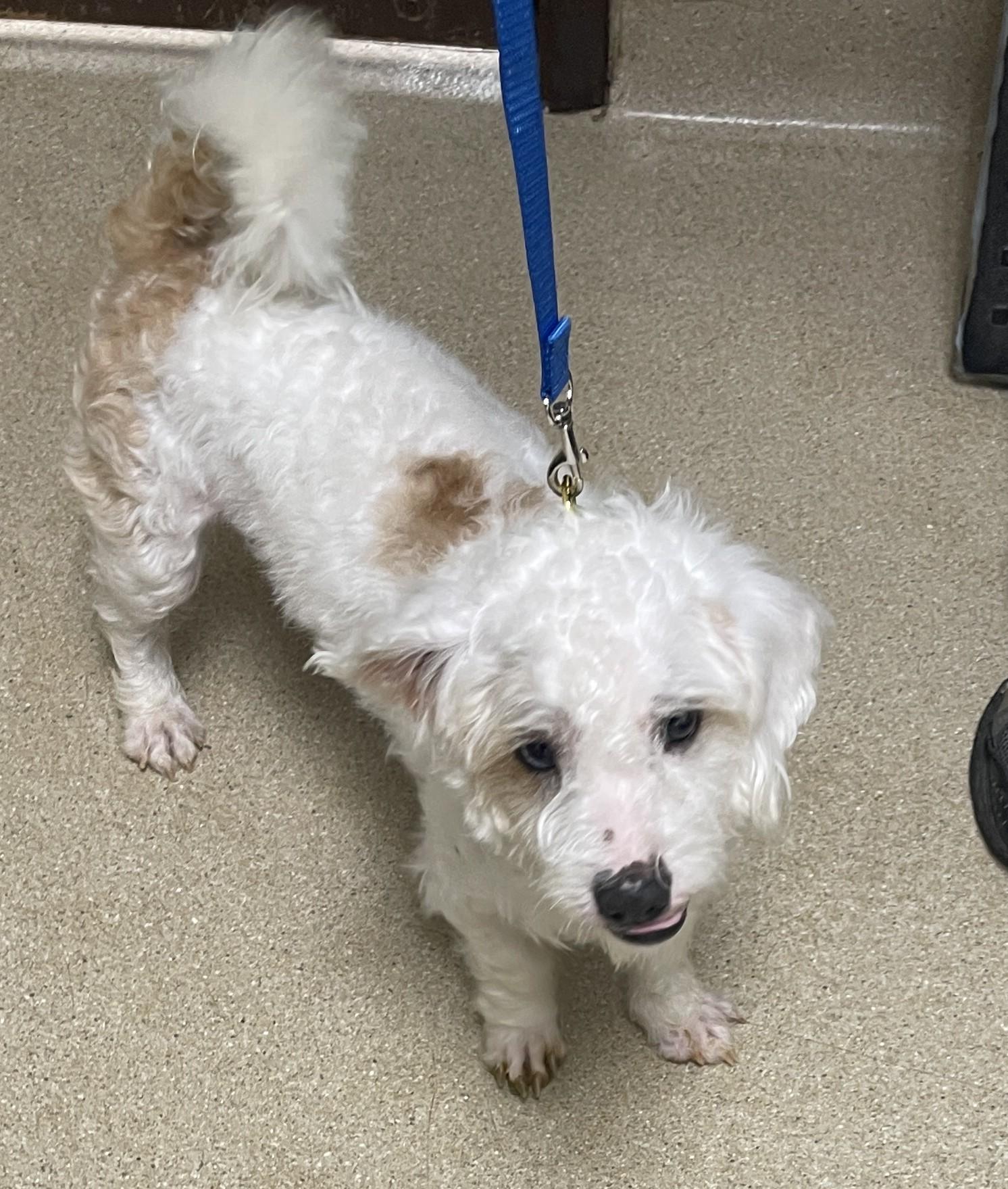 Enlarge Powder, a ADOPTABLE Mixed Breed in Miller Beach, IN image 1/1