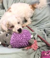 Powder, adopted, Adult Male Mixed Breed.