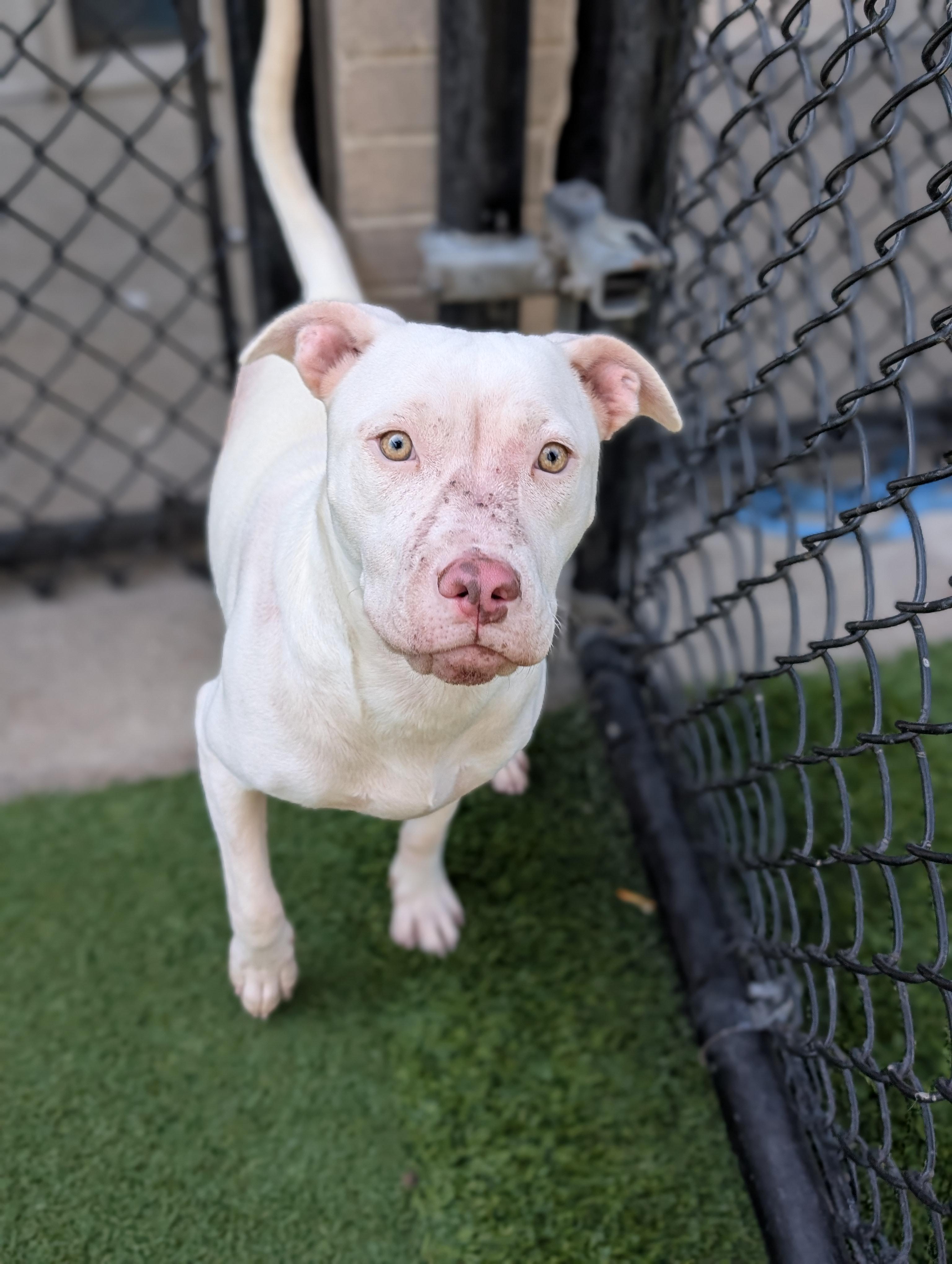 Tori **Courtesy Post. Out of town pet. See below for details**