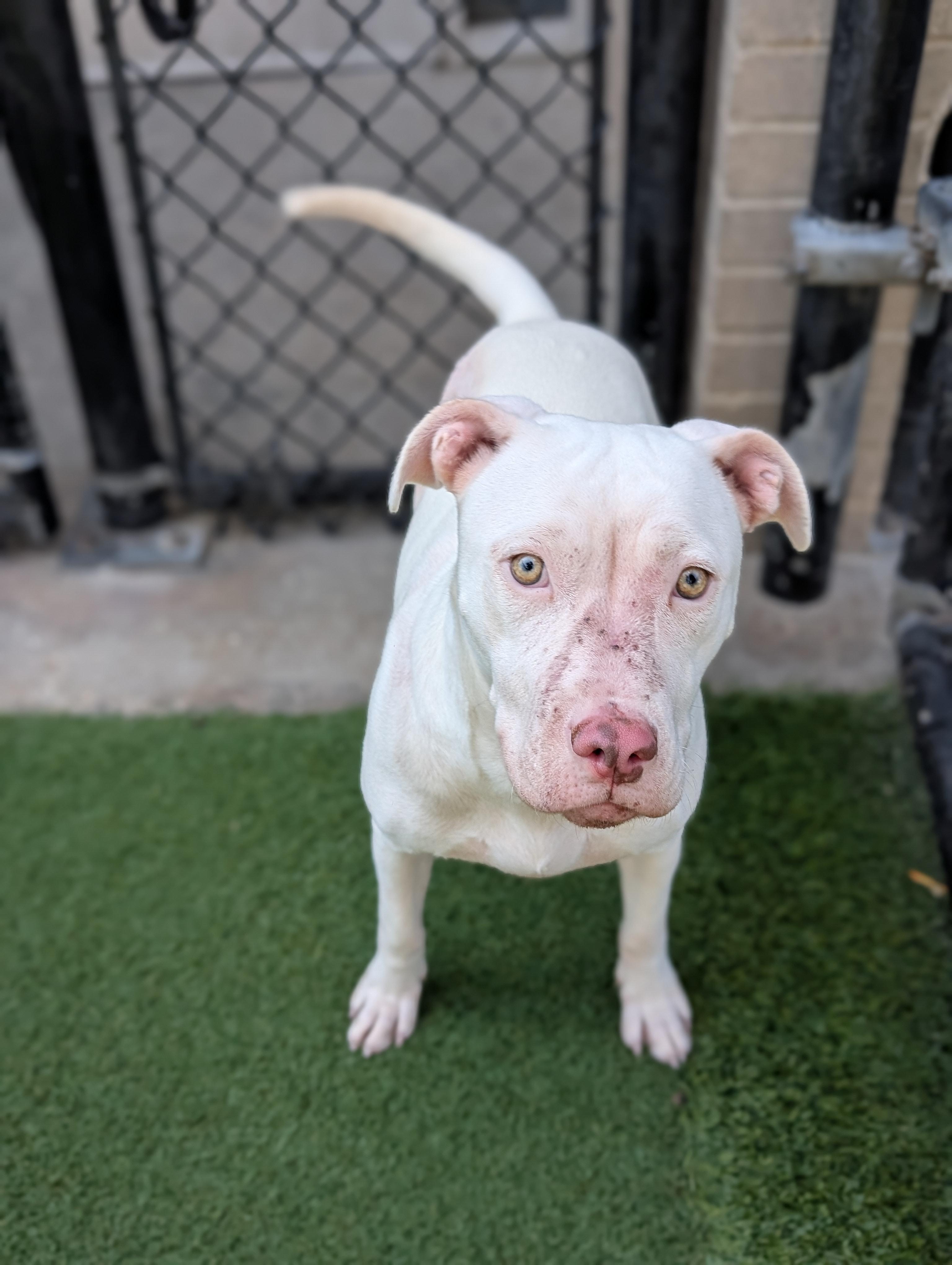 Tori **Courtesy Post. Out of town pet. See below for details**