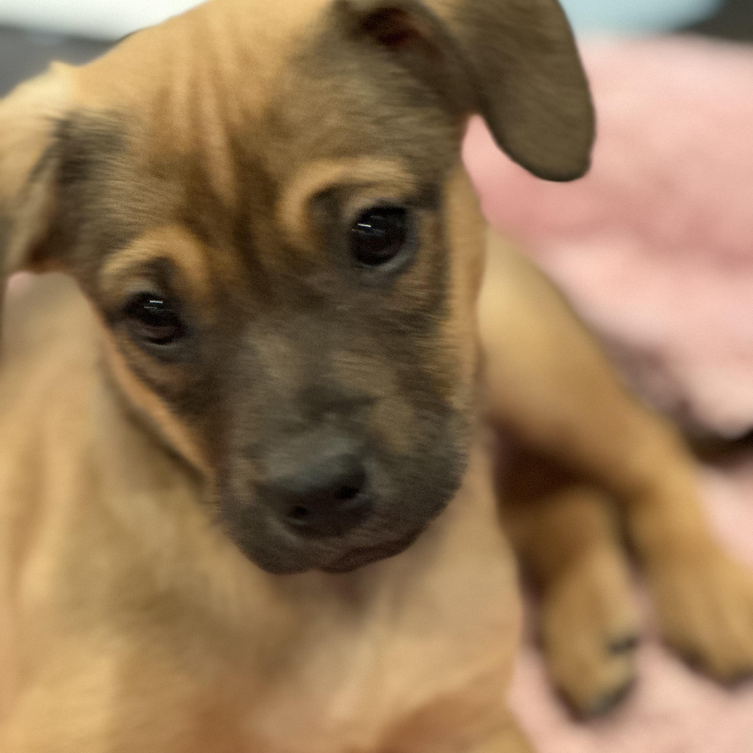 Enlarge Carmella, a Adoptable Mixed Breed in Lindenhurst, NY image 1/1