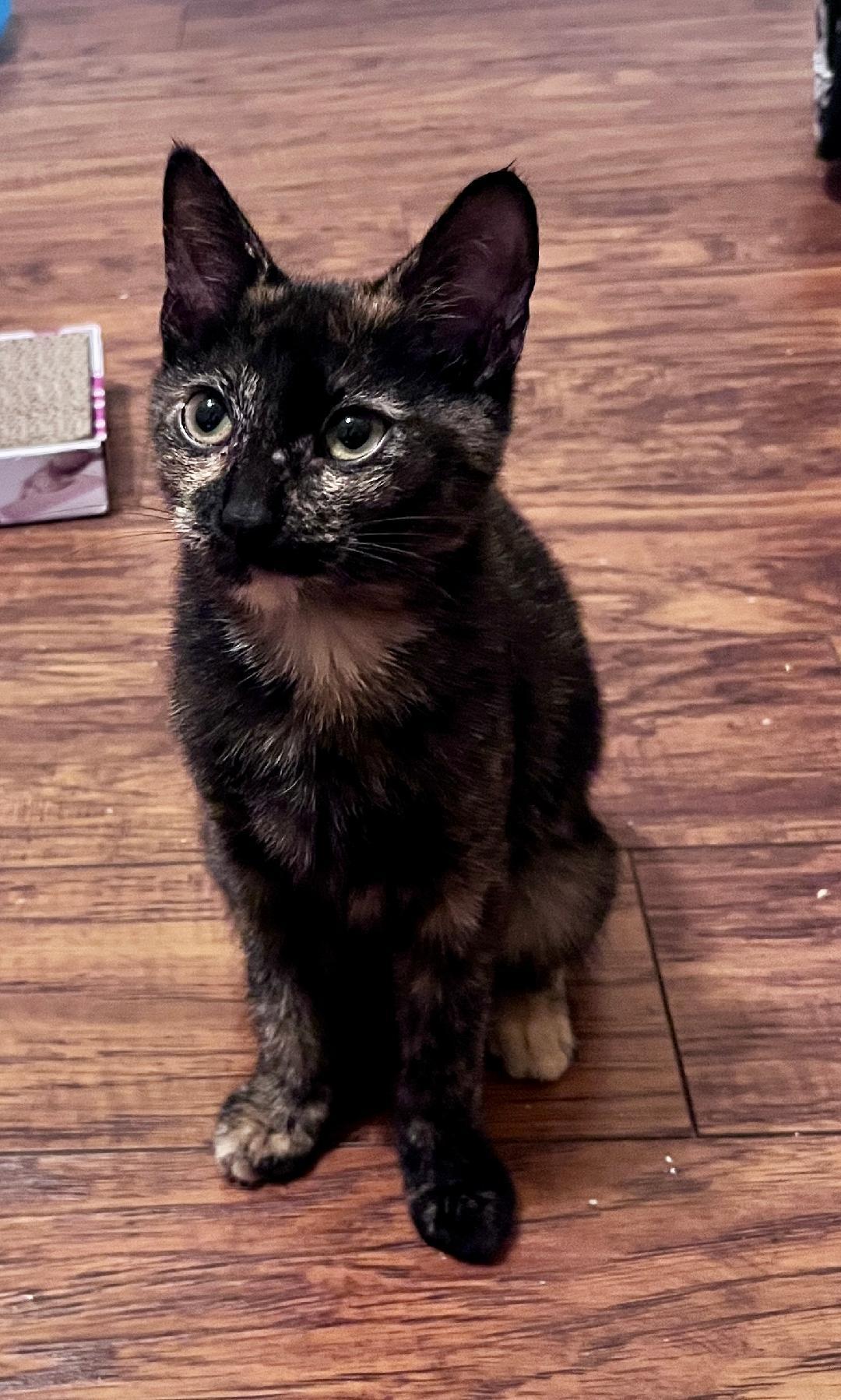 Enlarge Athena, a Adoptable Domestic Short Hair in Plano, TX image 1/1