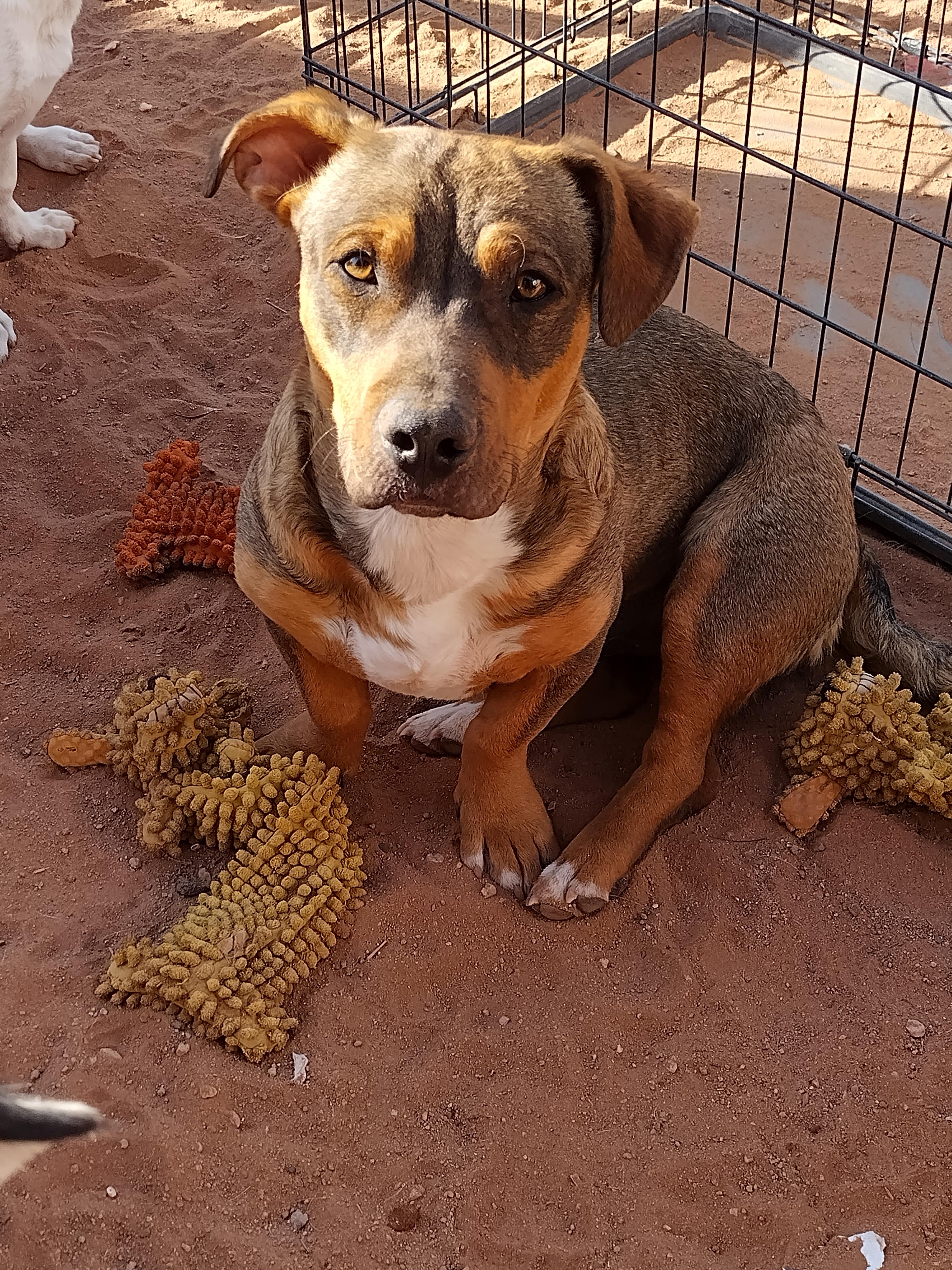Enlarge Wrinkles, a ADOPTABLE mixed breed in El Paso, TX image 6/6