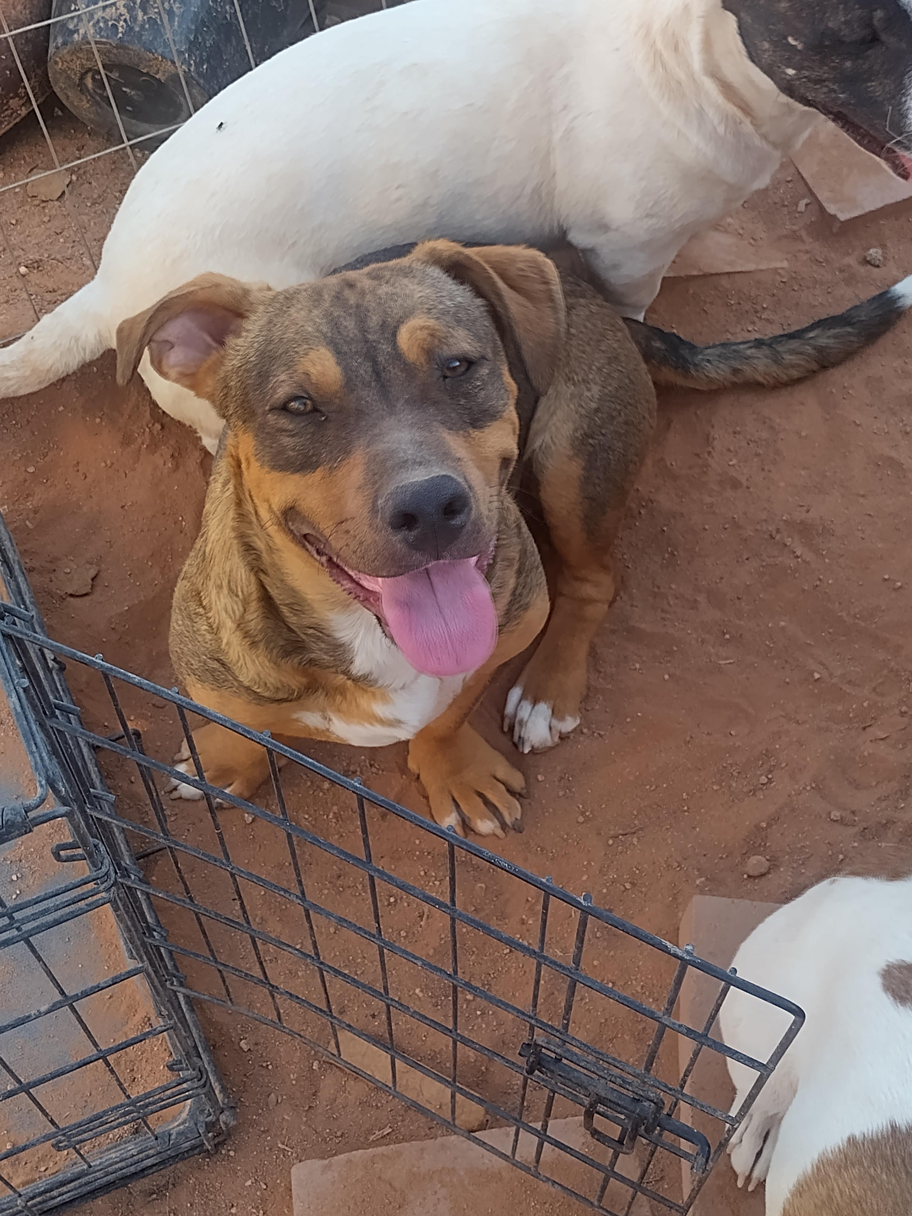 Enlarge Wrinkles, a ADOPTABLE mixed breed in El Paso, TX image 5/6