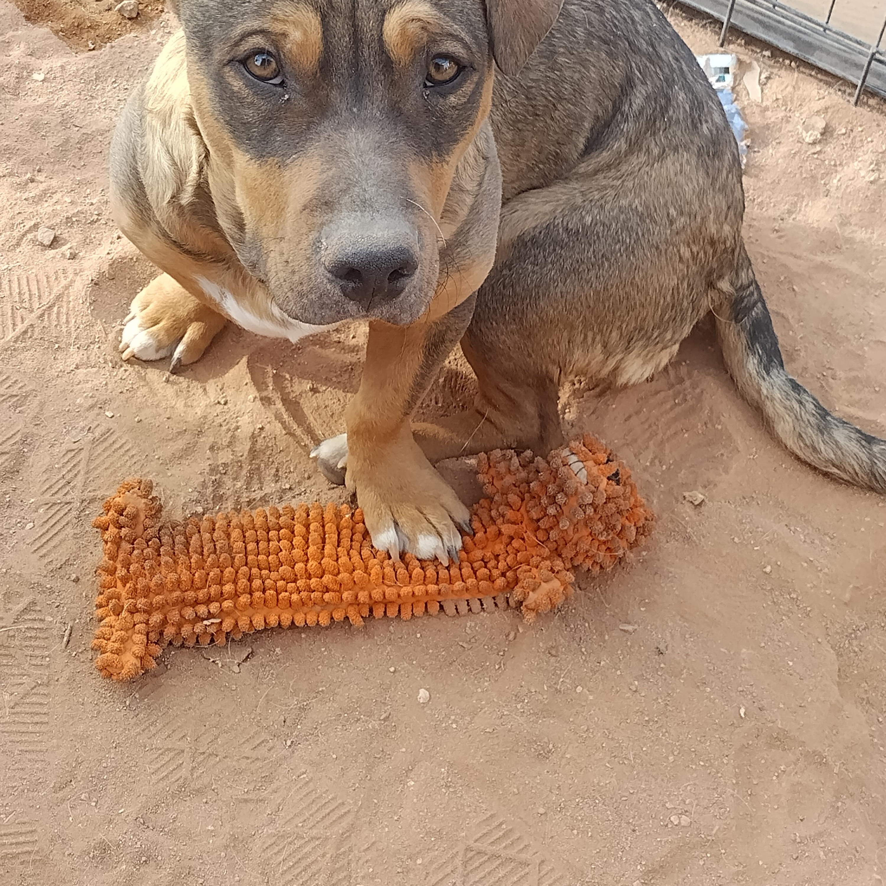 Wrinkles, a ADOPTABLE mixed breed in El Paso, TX image 2/4