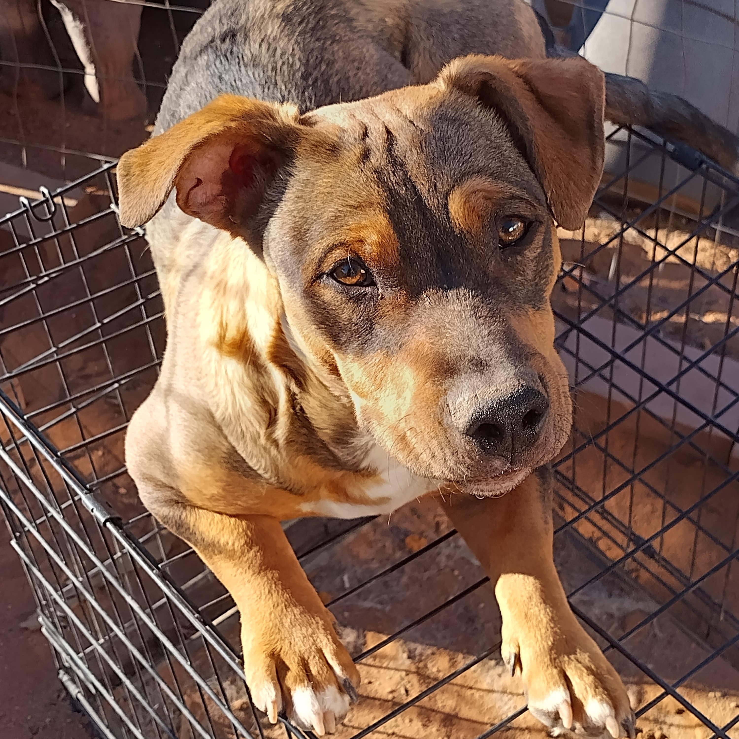 Wrinkles, ADOPTABLE, Young Male Chiweenie.