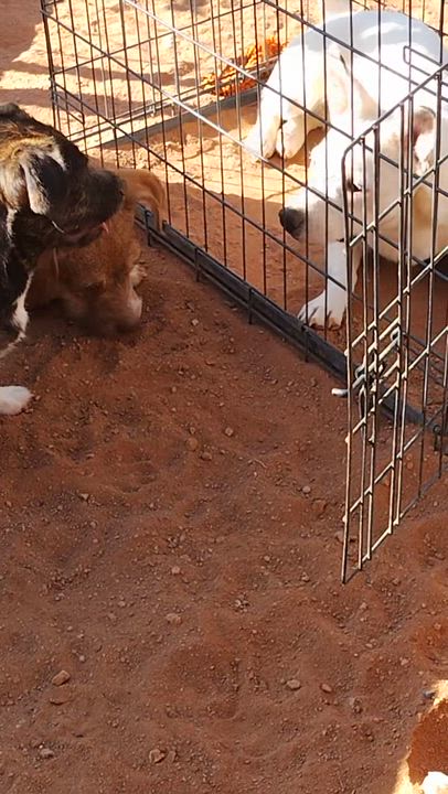 Enlarge Wrinkles, a ADOPTABLE mixed breed in El Paso, TX video 4/4