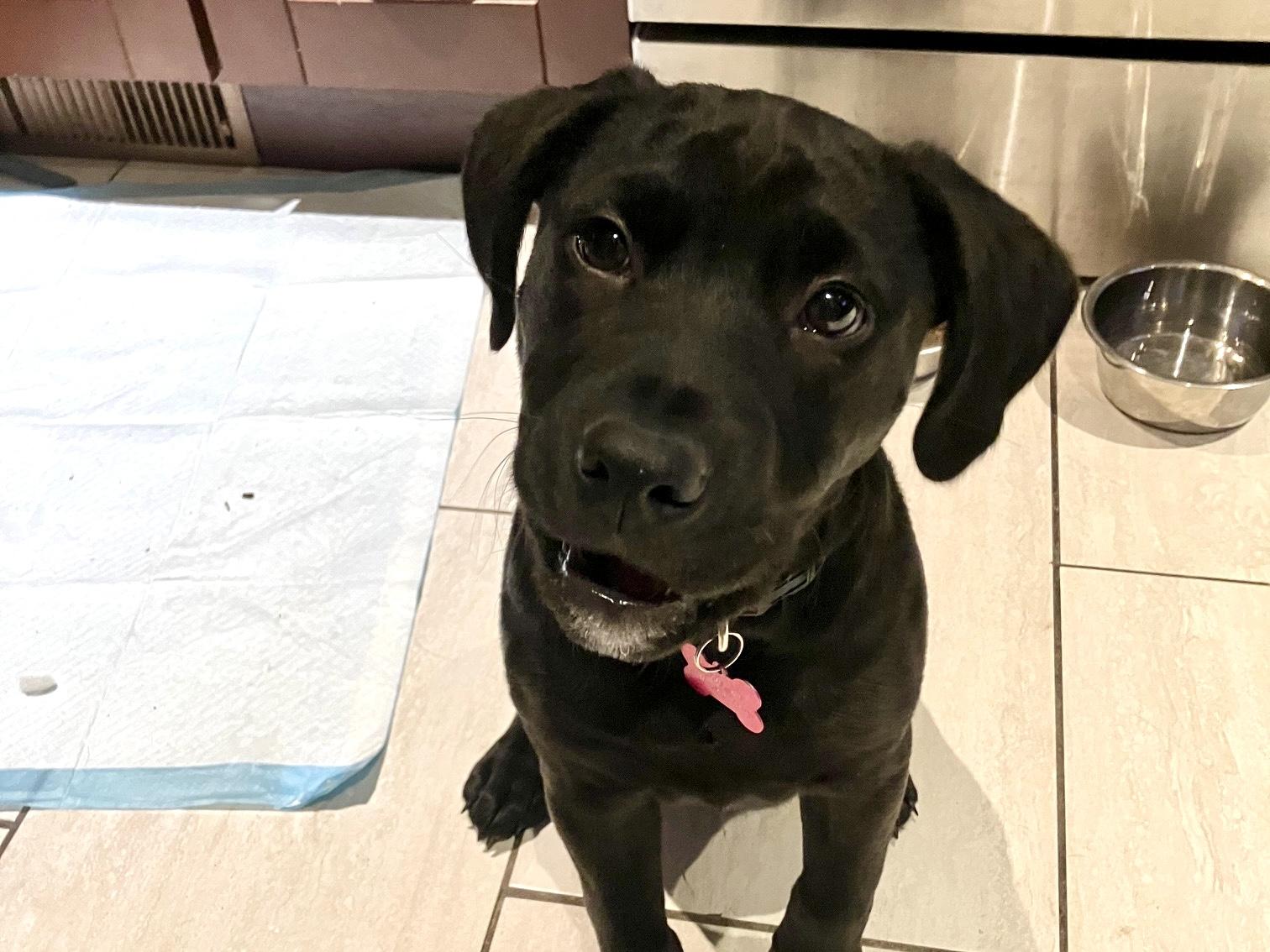 Mars, a ADOPTABLE mixed breed in Saskatoon, SK image 2/5