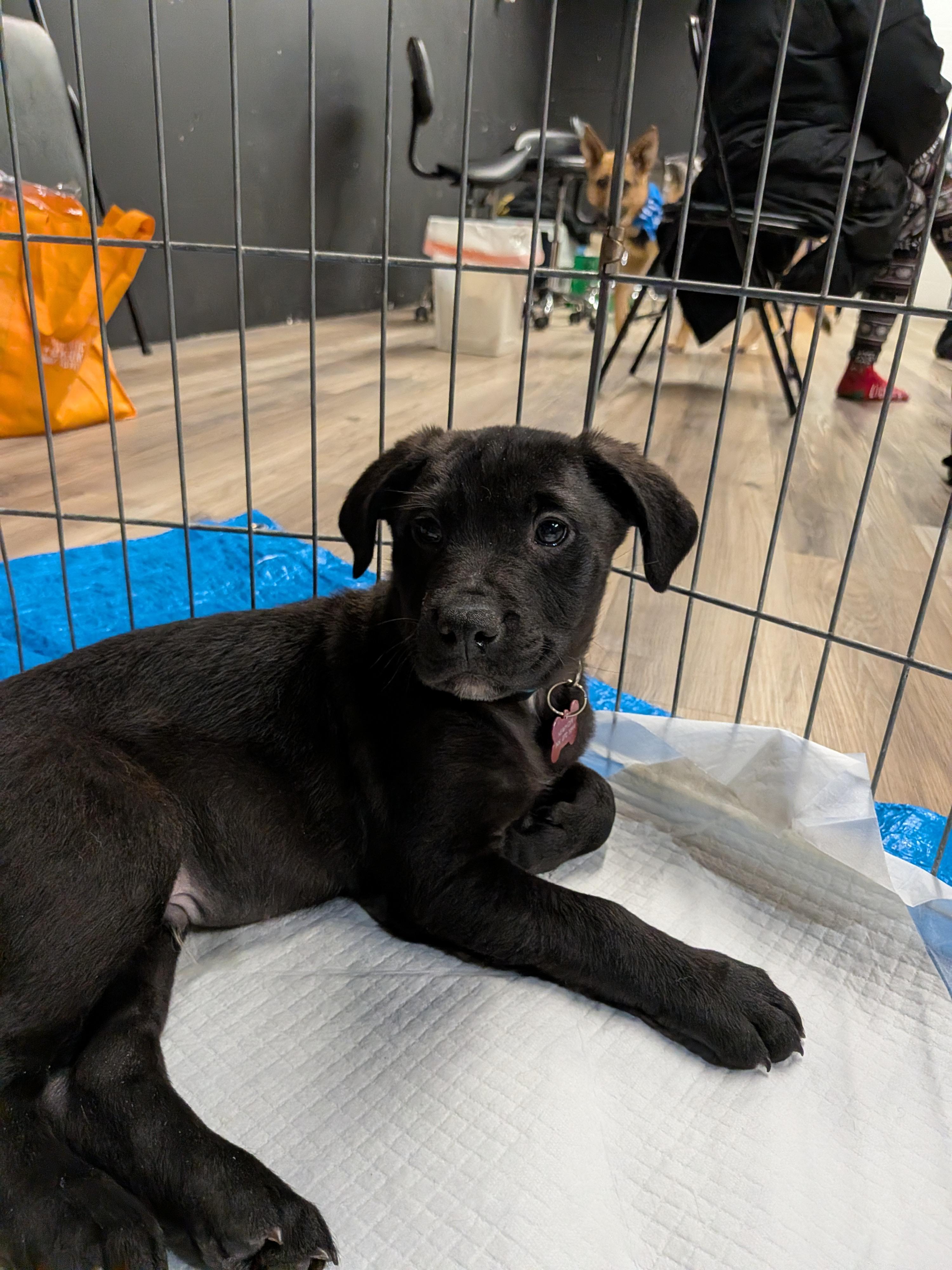 Mars, ADOPTABLE, Puppy Male Mixed Breed.