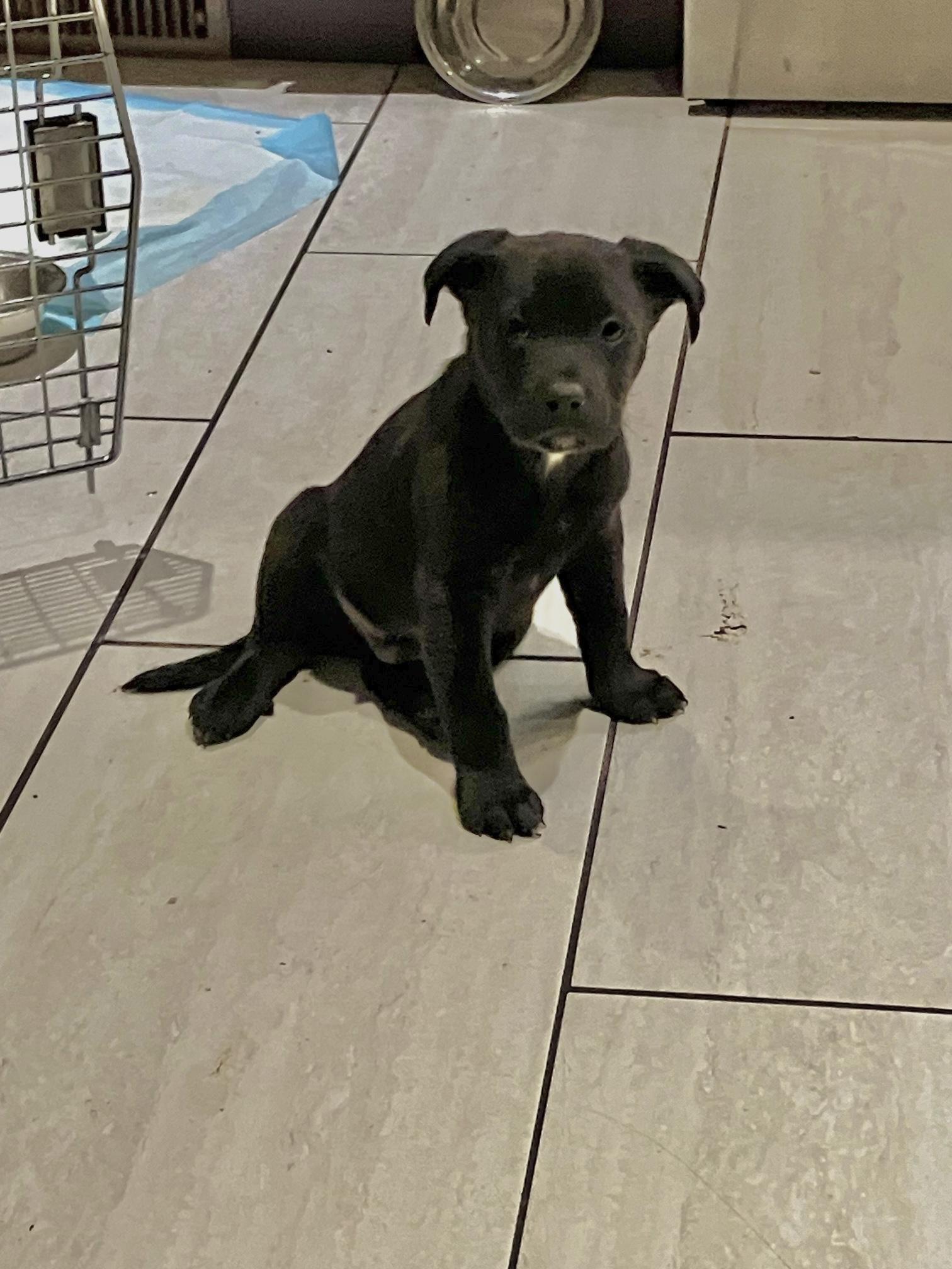 Enlarge Mars, a ADOPTABLE mixed breed in Saskatoon, SK image 2/5