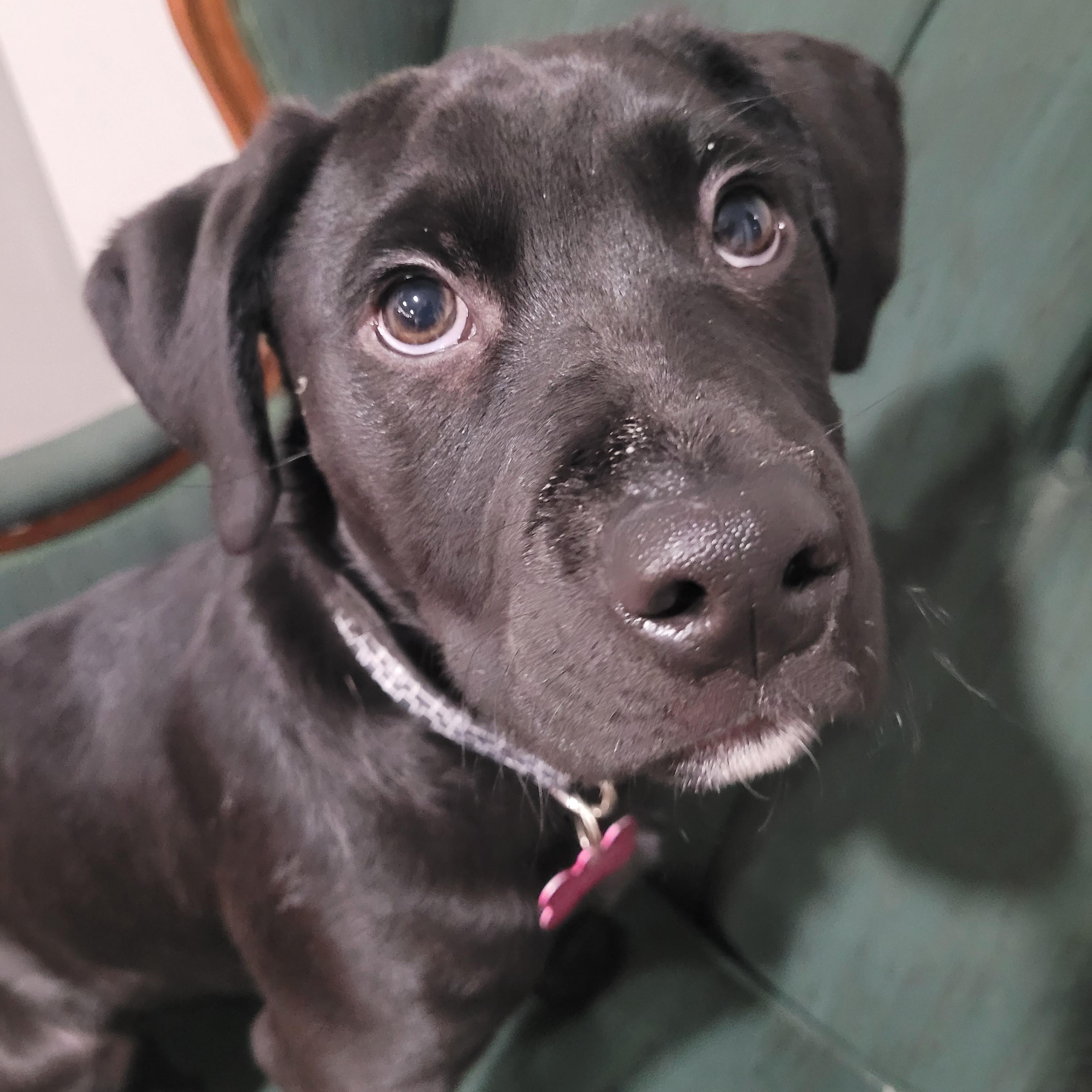 Enlarge Mars, an adoptable mixed breed in Saskatoon, SK image 6/6