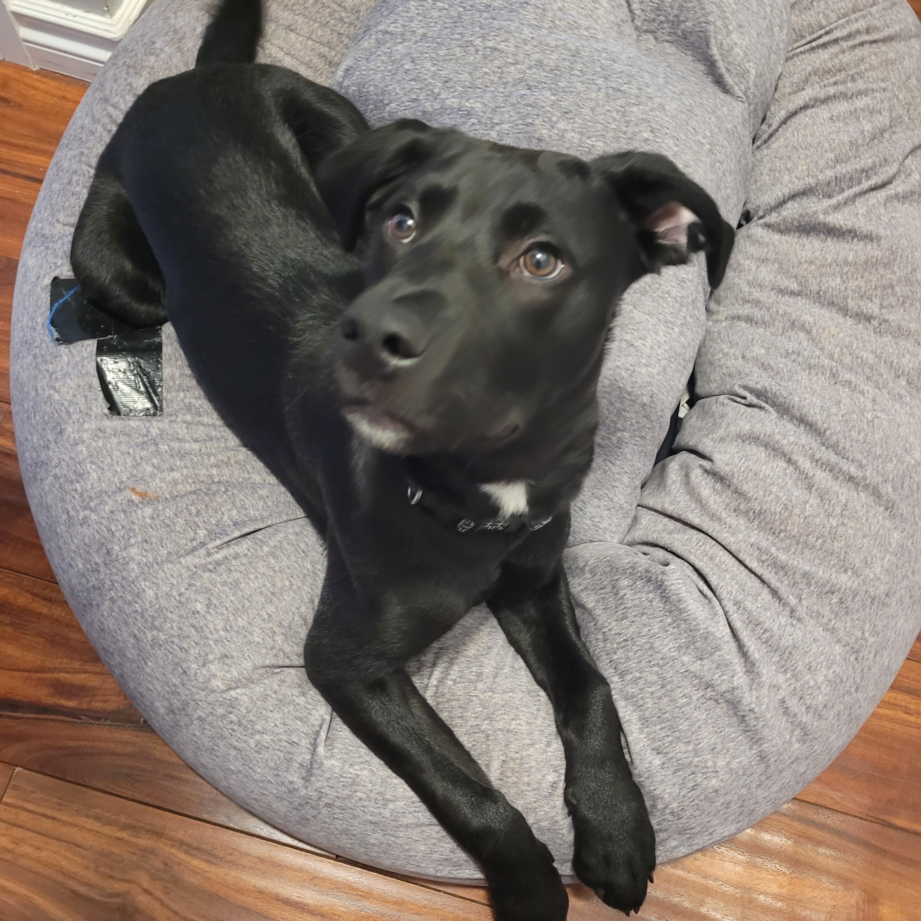 Mars, adoptable, Young Male Mixed Breed.