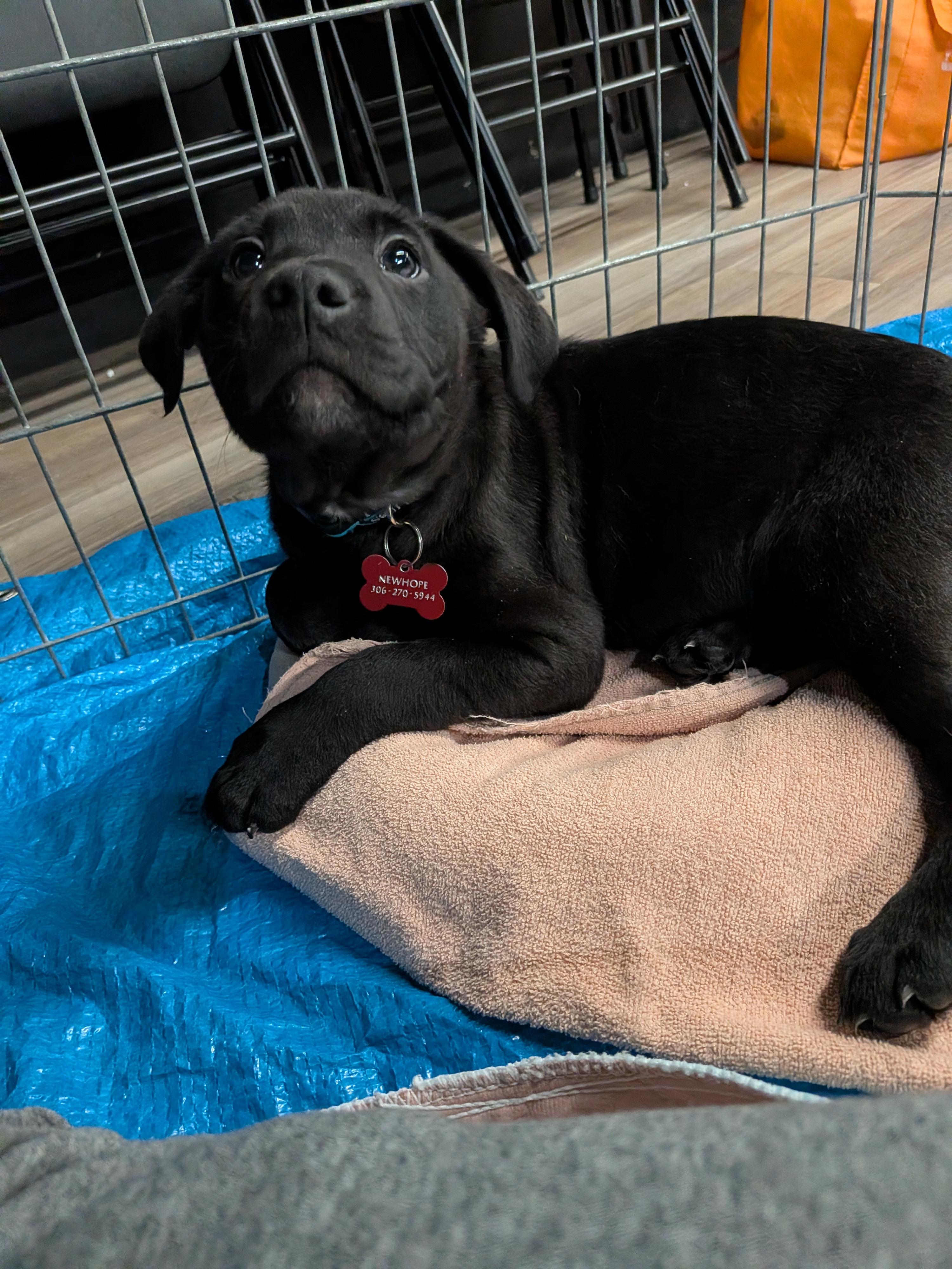 Enlarge Mars, a ADOPTABLE mixed breed in Saskatoon, SK image 3/5