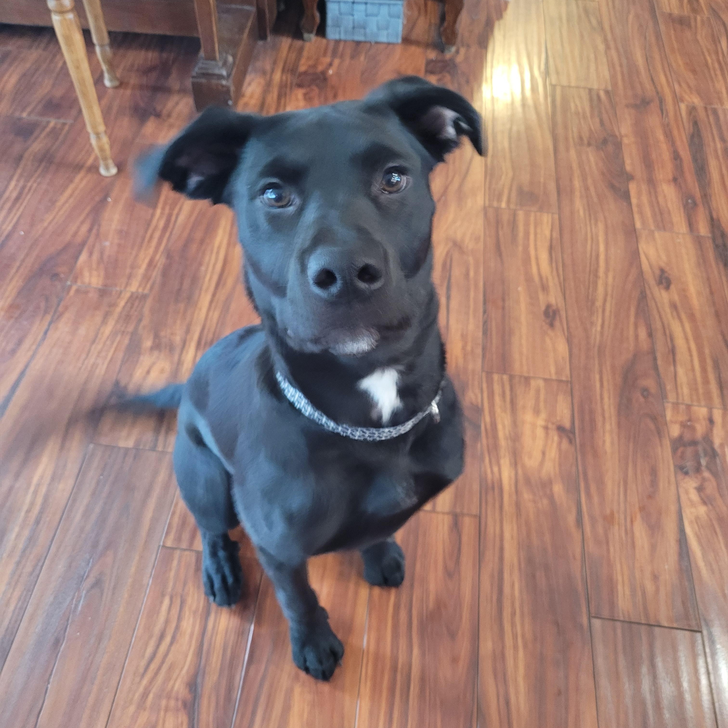 Enlarge Mars, an adoptable mixed breed in Saskatoon, SK image 2/6