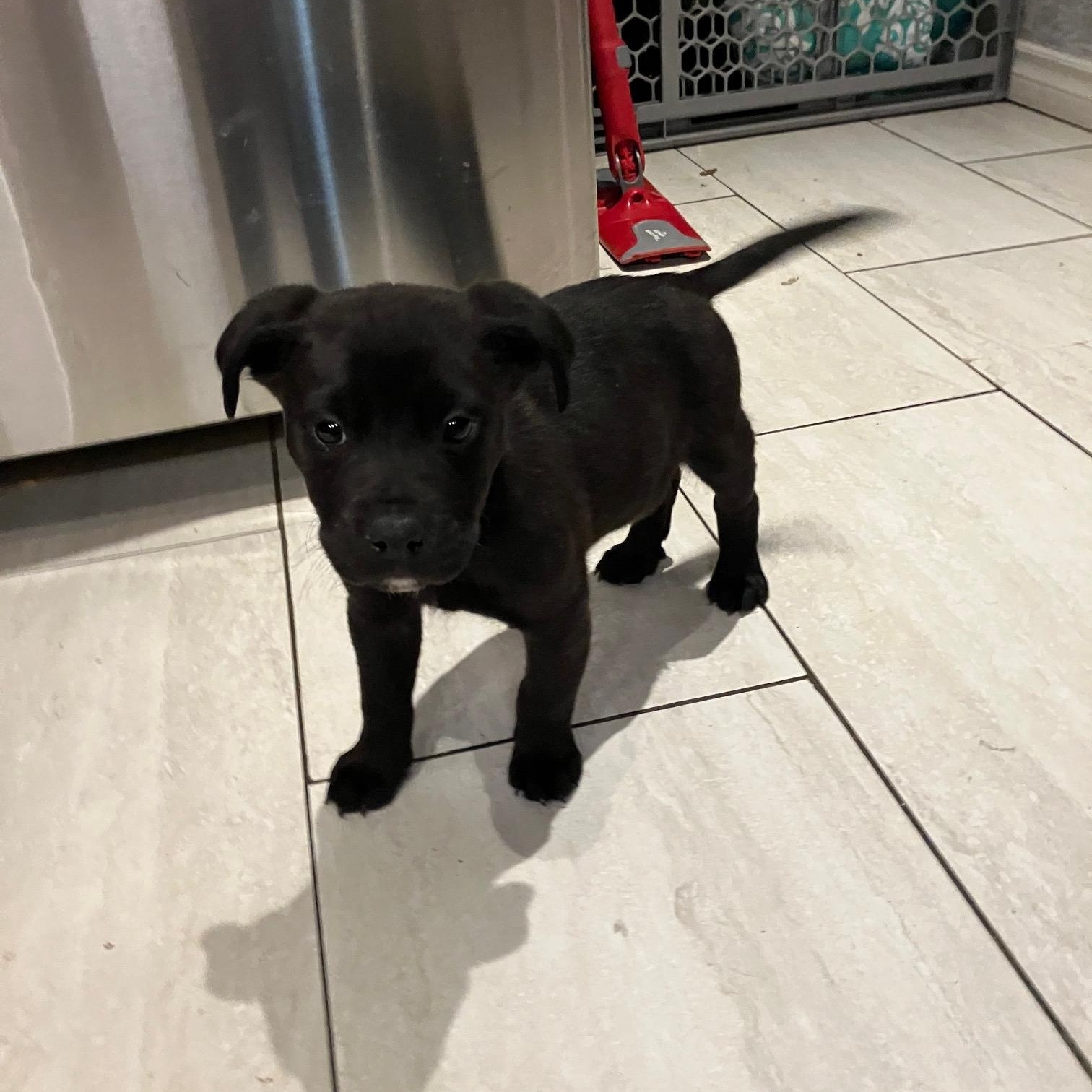 Enlarge Mars, a ADOPTABLE mixed breed in Saskatoon, SK image 4/5