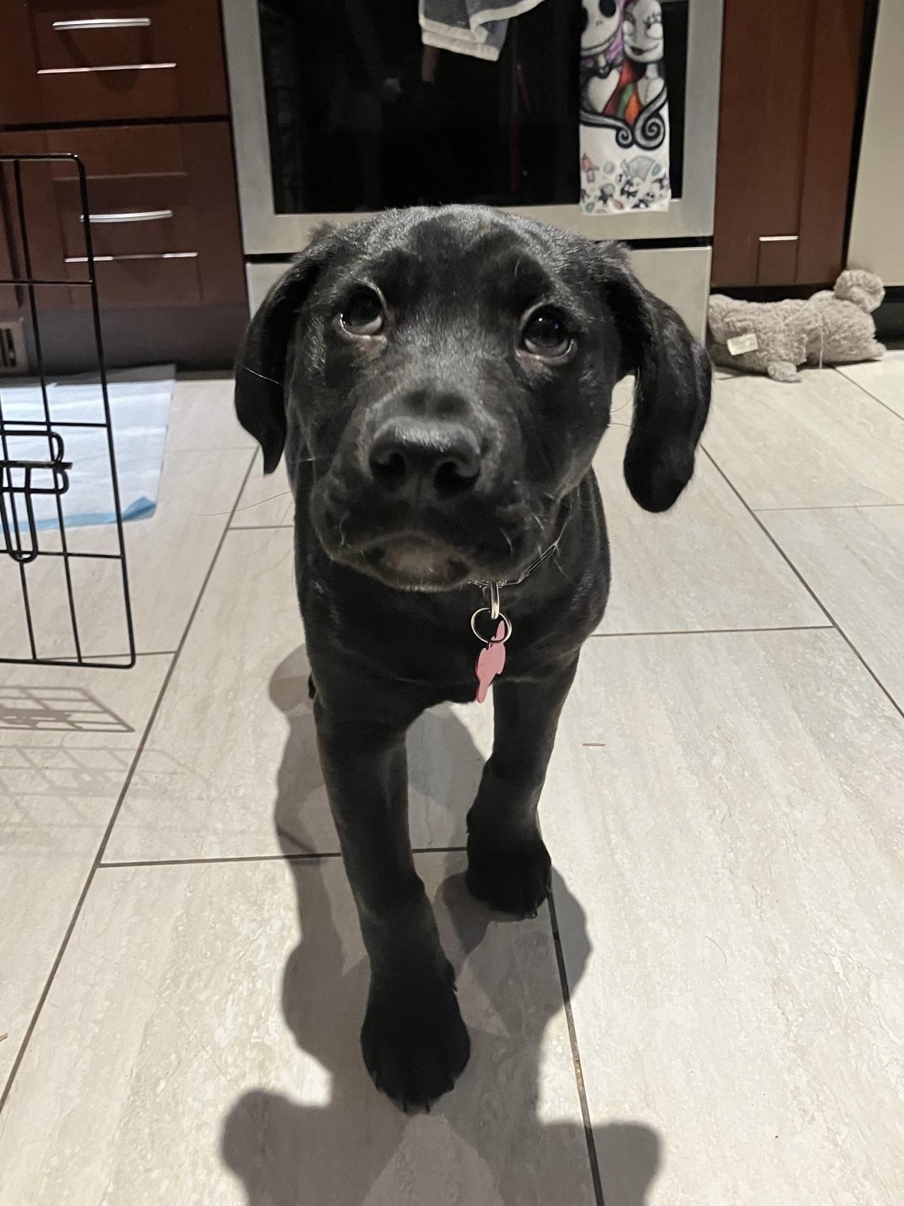 Mars, ADOPTABLE, Puppy Male Mixed Breed.