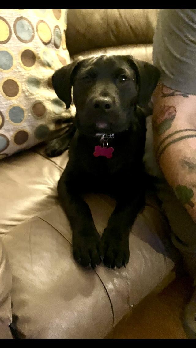 Mars, a ADOPTABLE mixed breed in Saskatoon, SK image 3/5