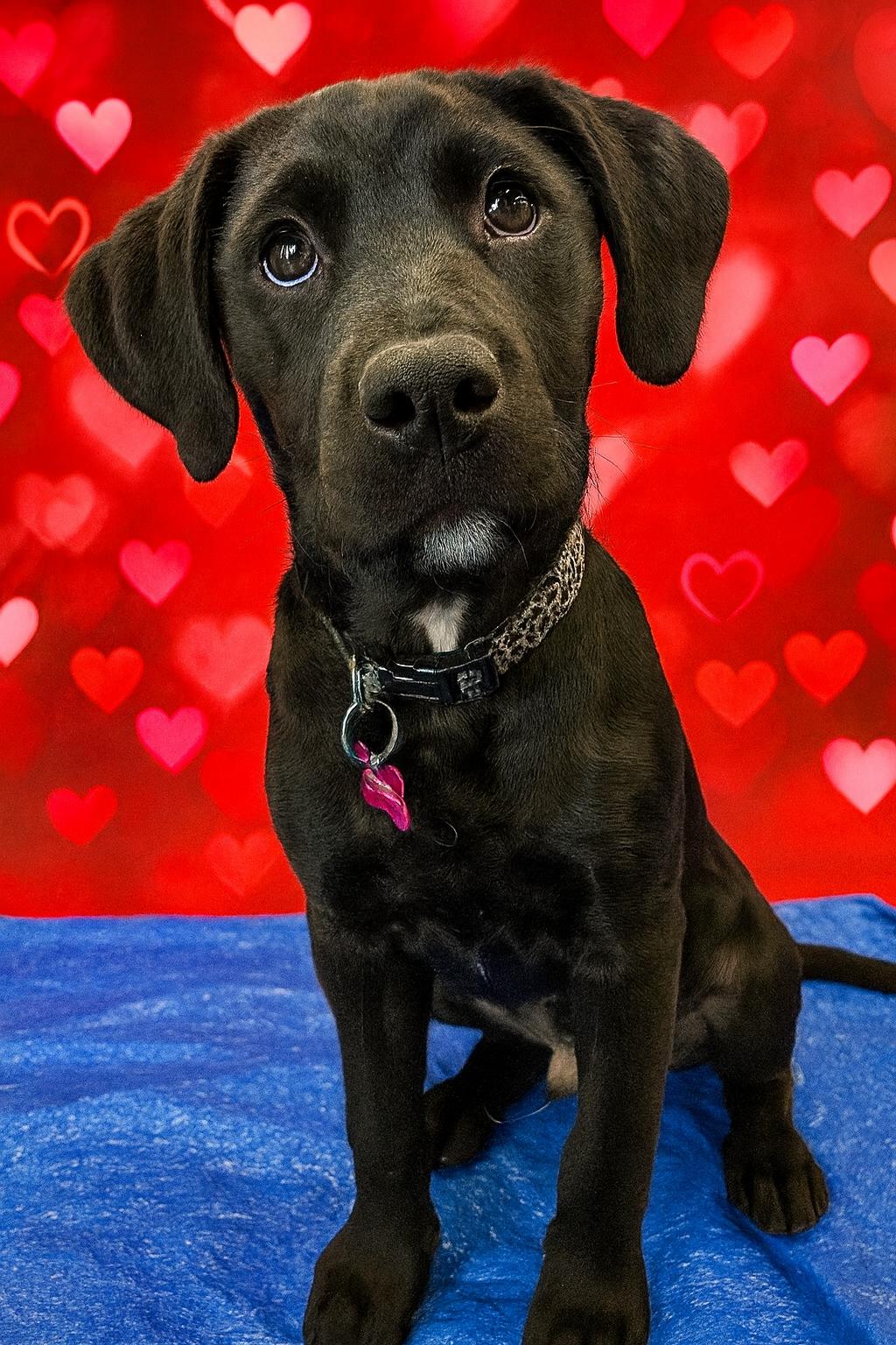 Enlarge Mars, an adoptable mixed breed in Saskatoon, SK image 4/6