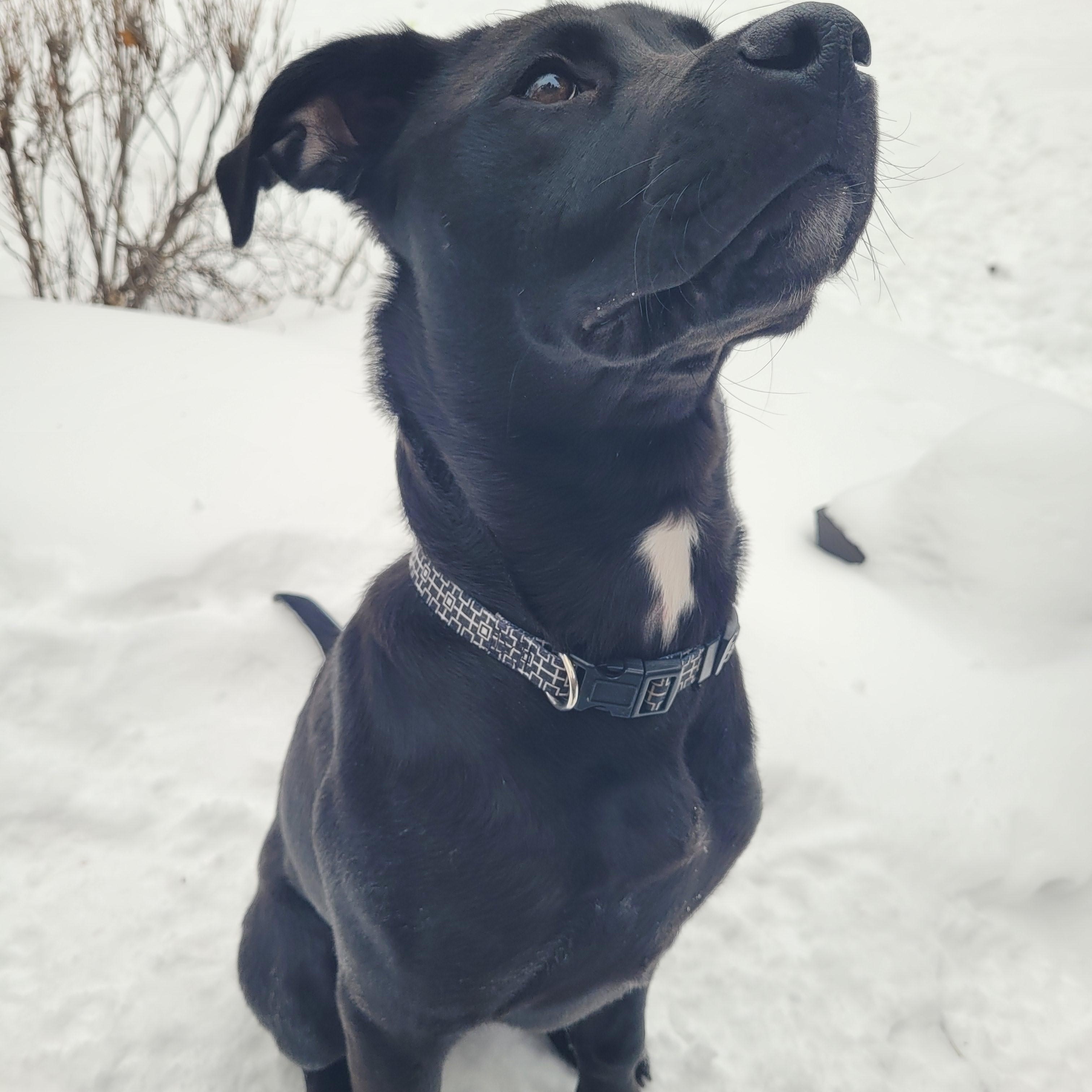 Enlarge Mars, an adoptable mixed breed in Saskatoon, SK image 1/6
