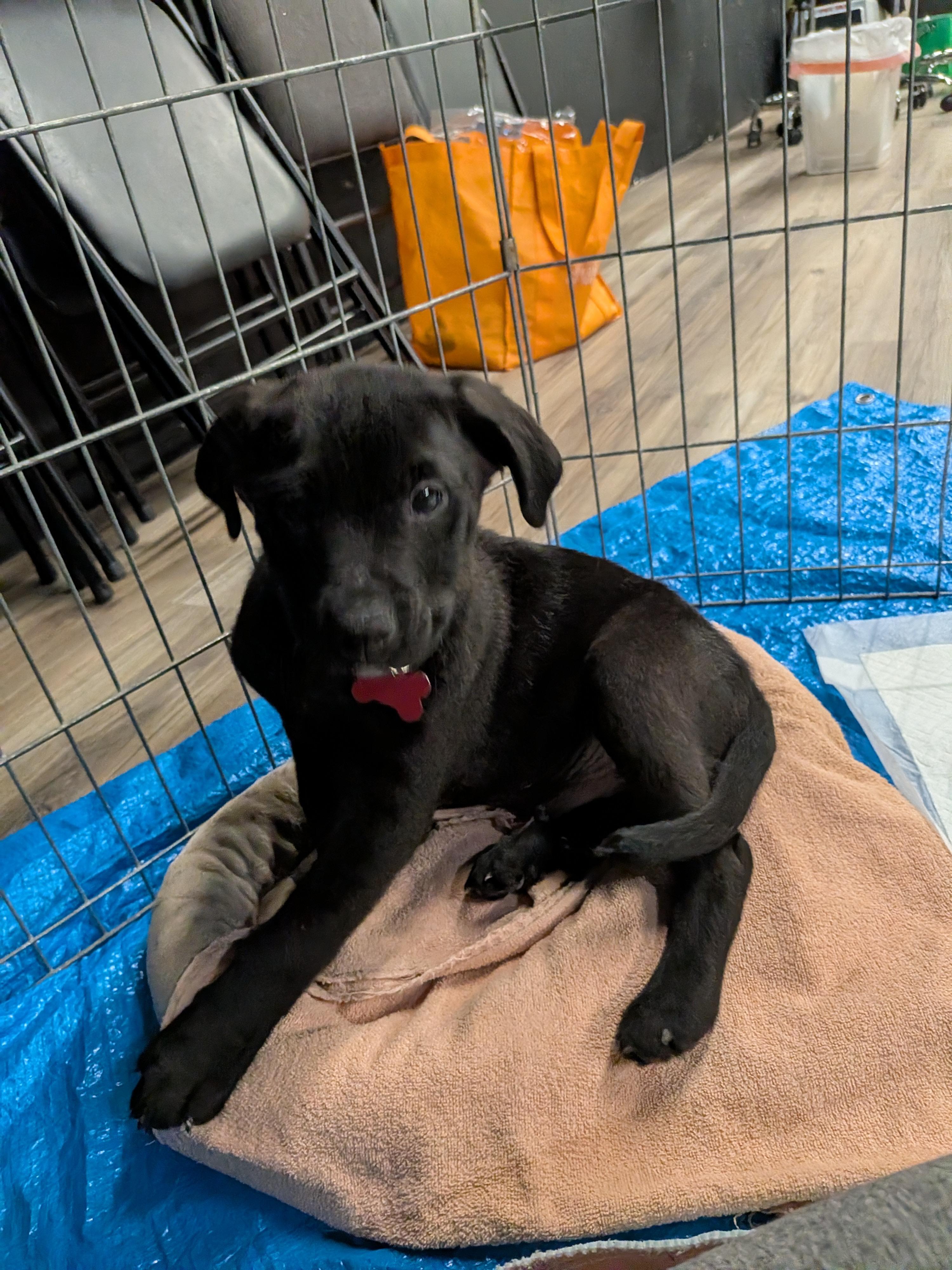 Enlarge Mars, a ADOPTABLE mixed breed in Saskatoon, SK image 5/5