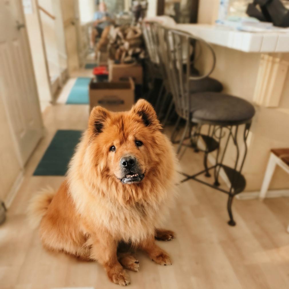Chewey, ADOPTABLE, Senior Male Chow Chow.