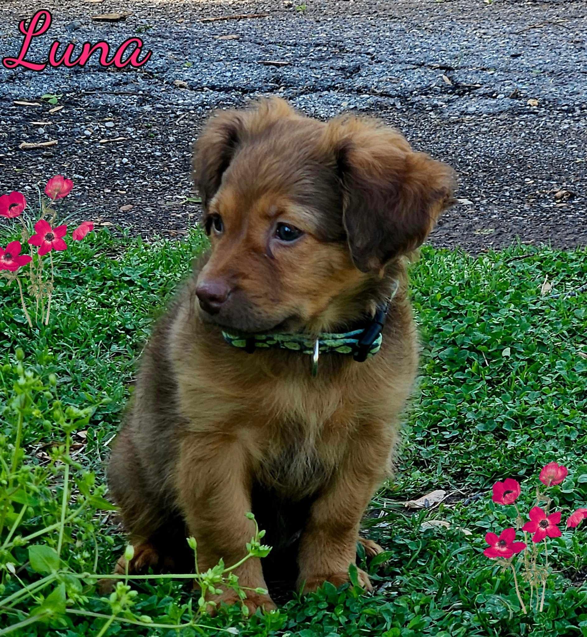 Enlarge Luna, a Adopted mixed breed image 1/6