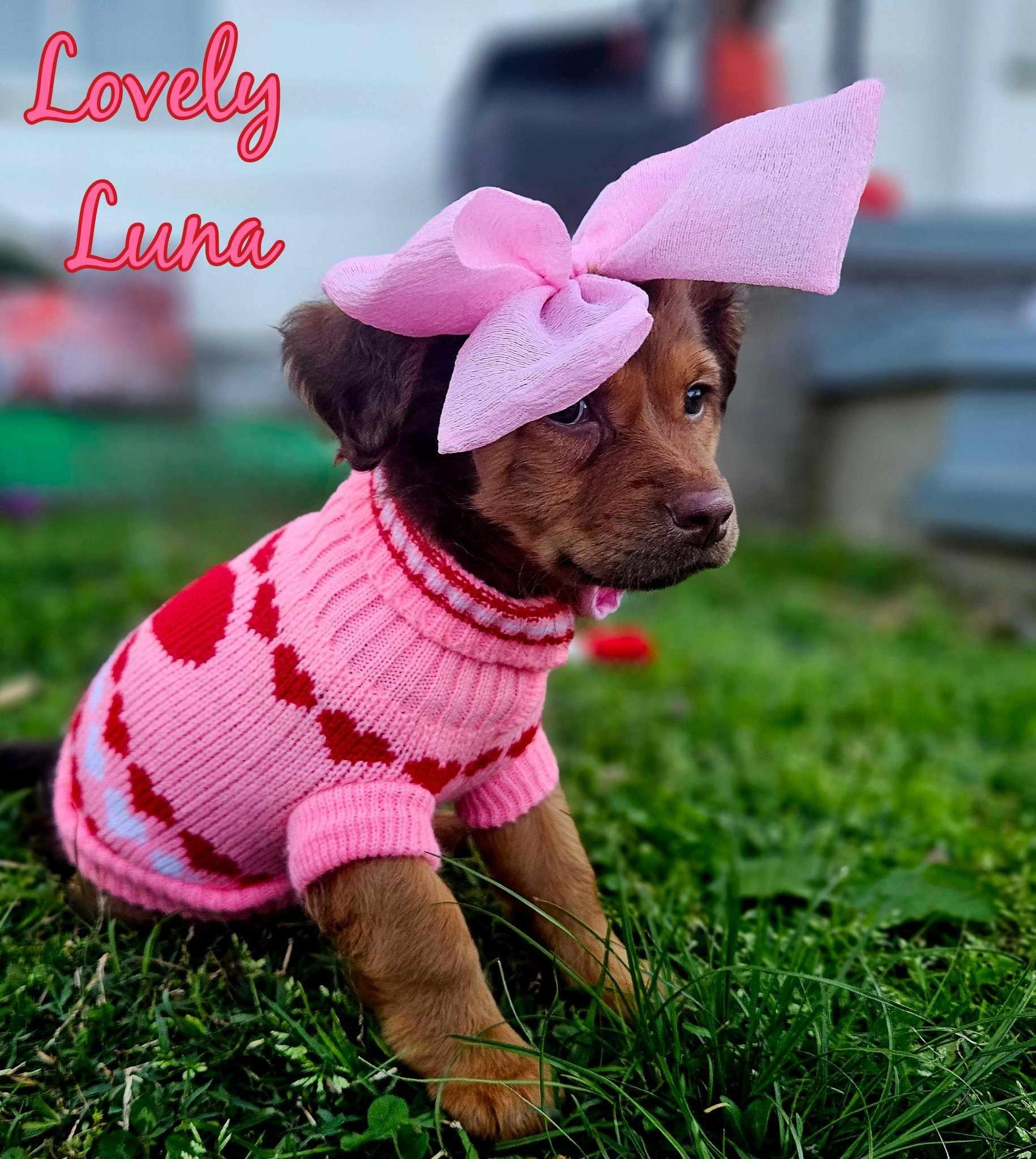 Enlarge Luna, a Adopted mixed breed image 2/6