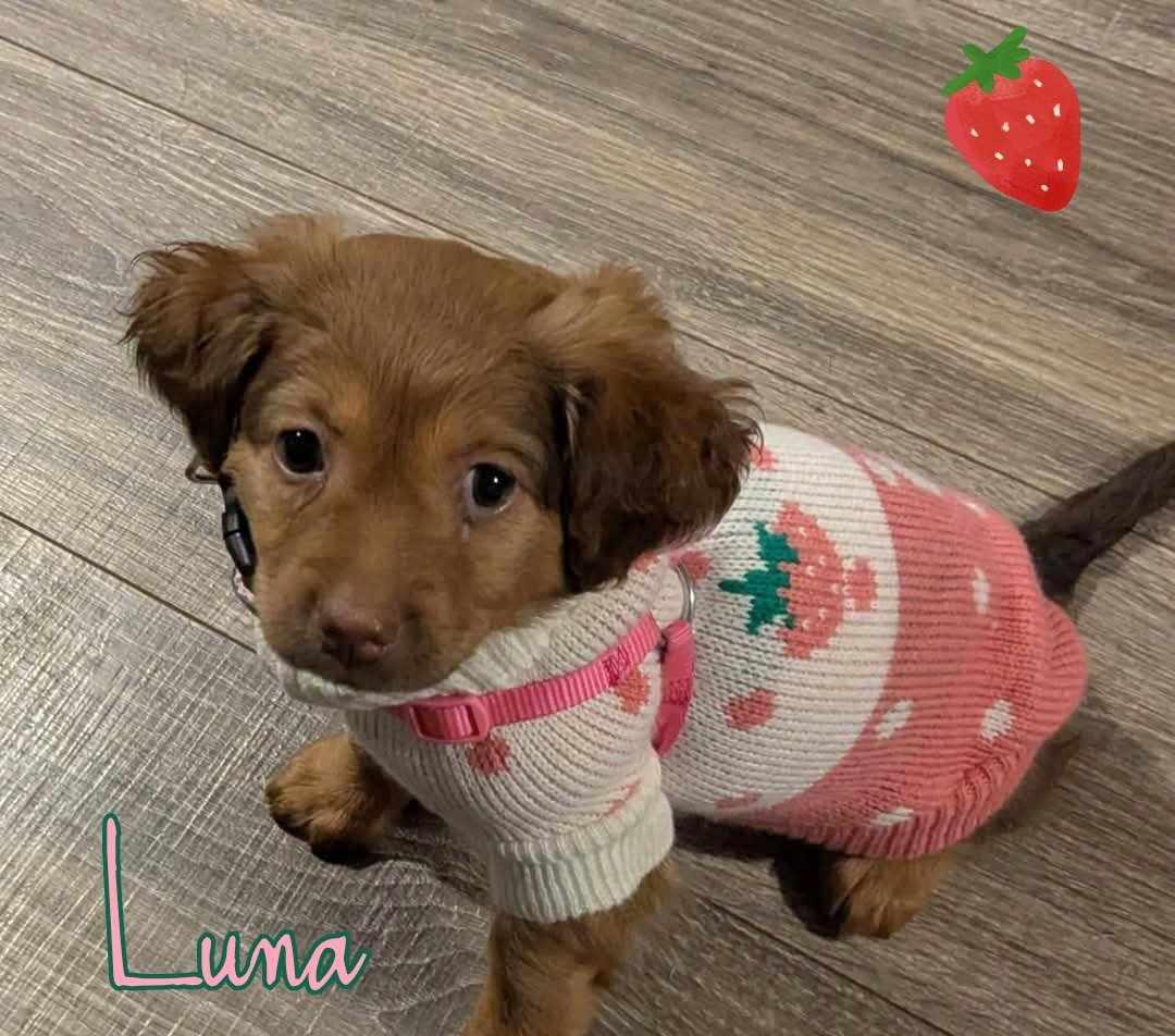 Enlarge Luna, a Adopted mixed breed image 3/6
