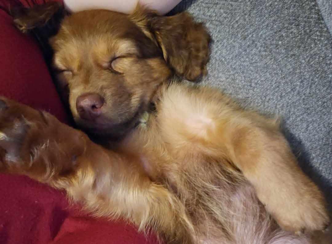 Enlarge Luna, a Adopted mixed breed image 4/6