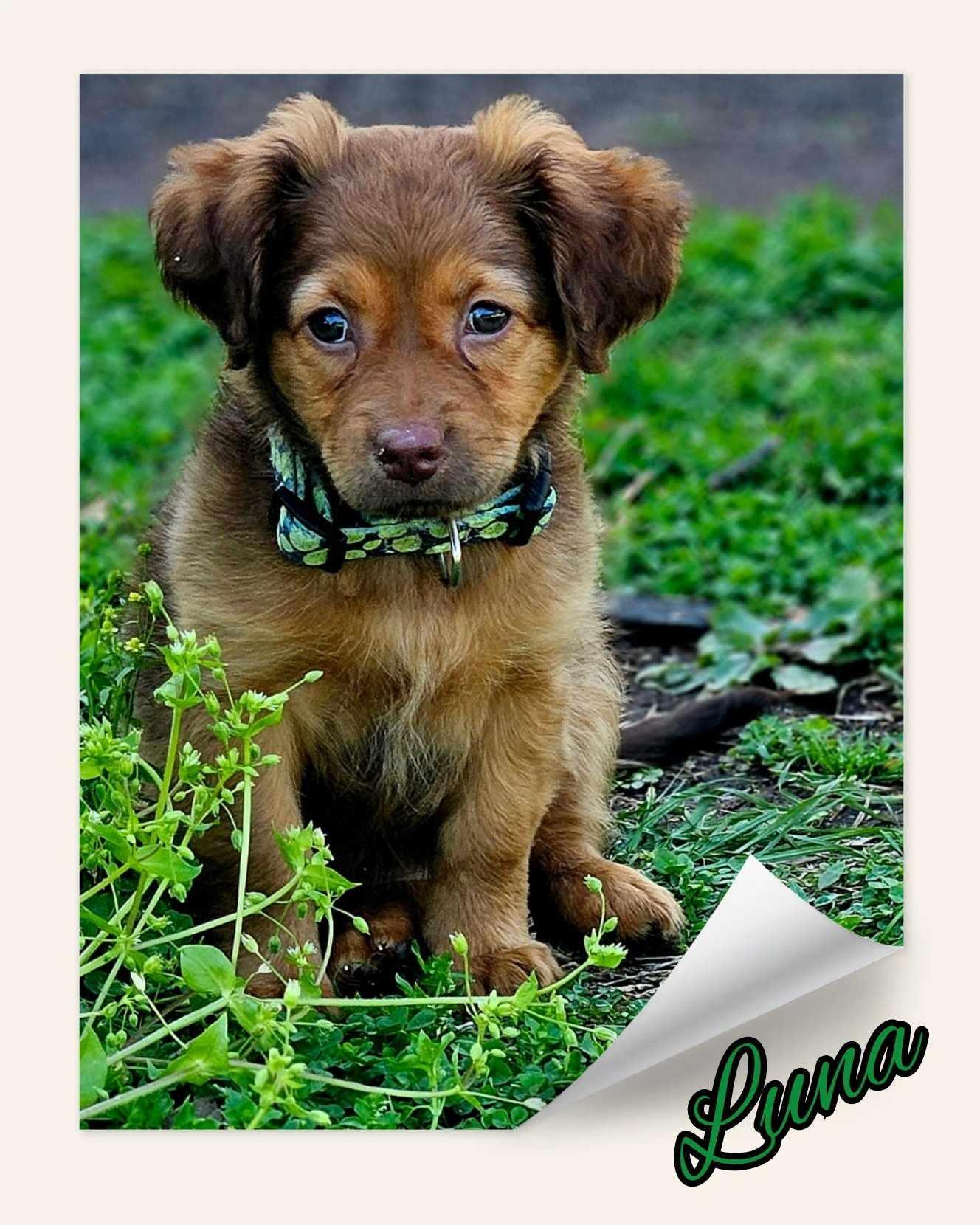 Enlarge Luna, a Adopted mixed breed image 5/6