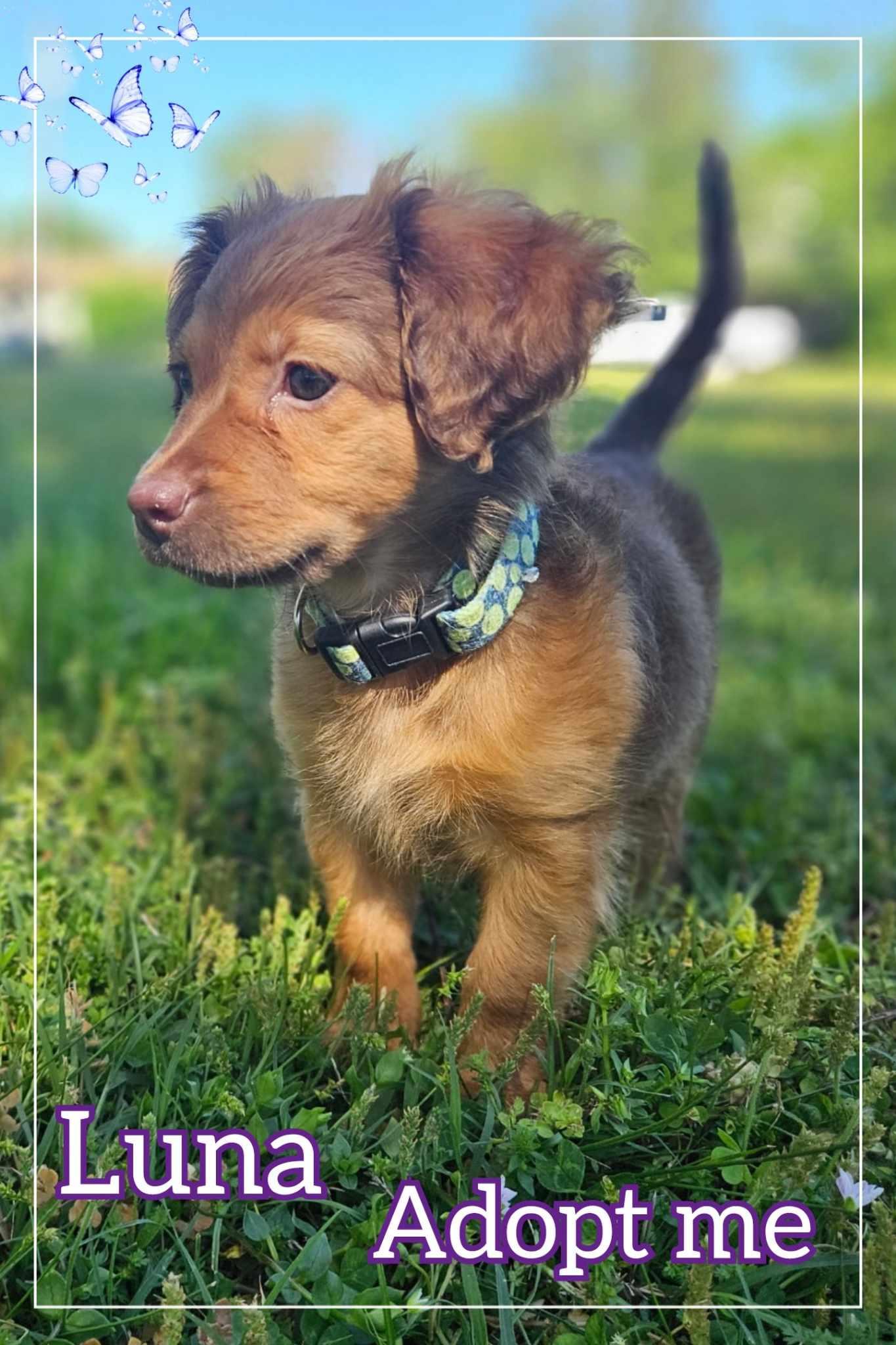 Enlarge Luna, a Adopted mixed breed image 6/6