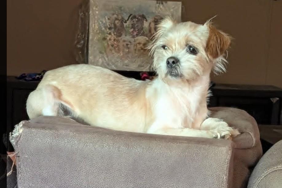 Anna, a ADOPTABLE mixed breed in Ellicott City, MD image 2/5