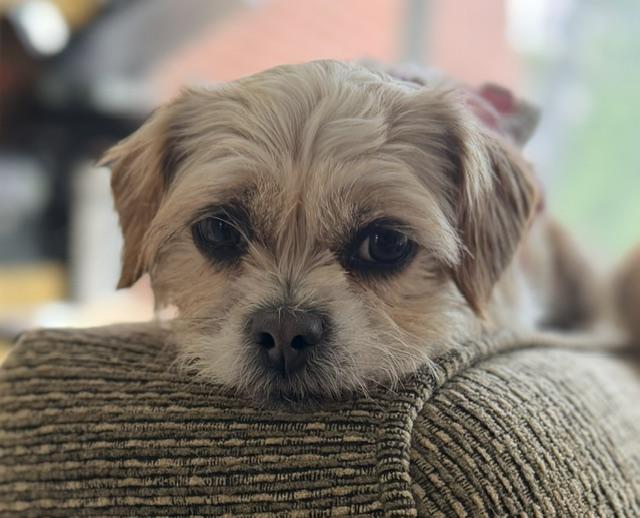 Anna, adoptable, Adult Female Yorkshire Terrier & Shih Tzu.
