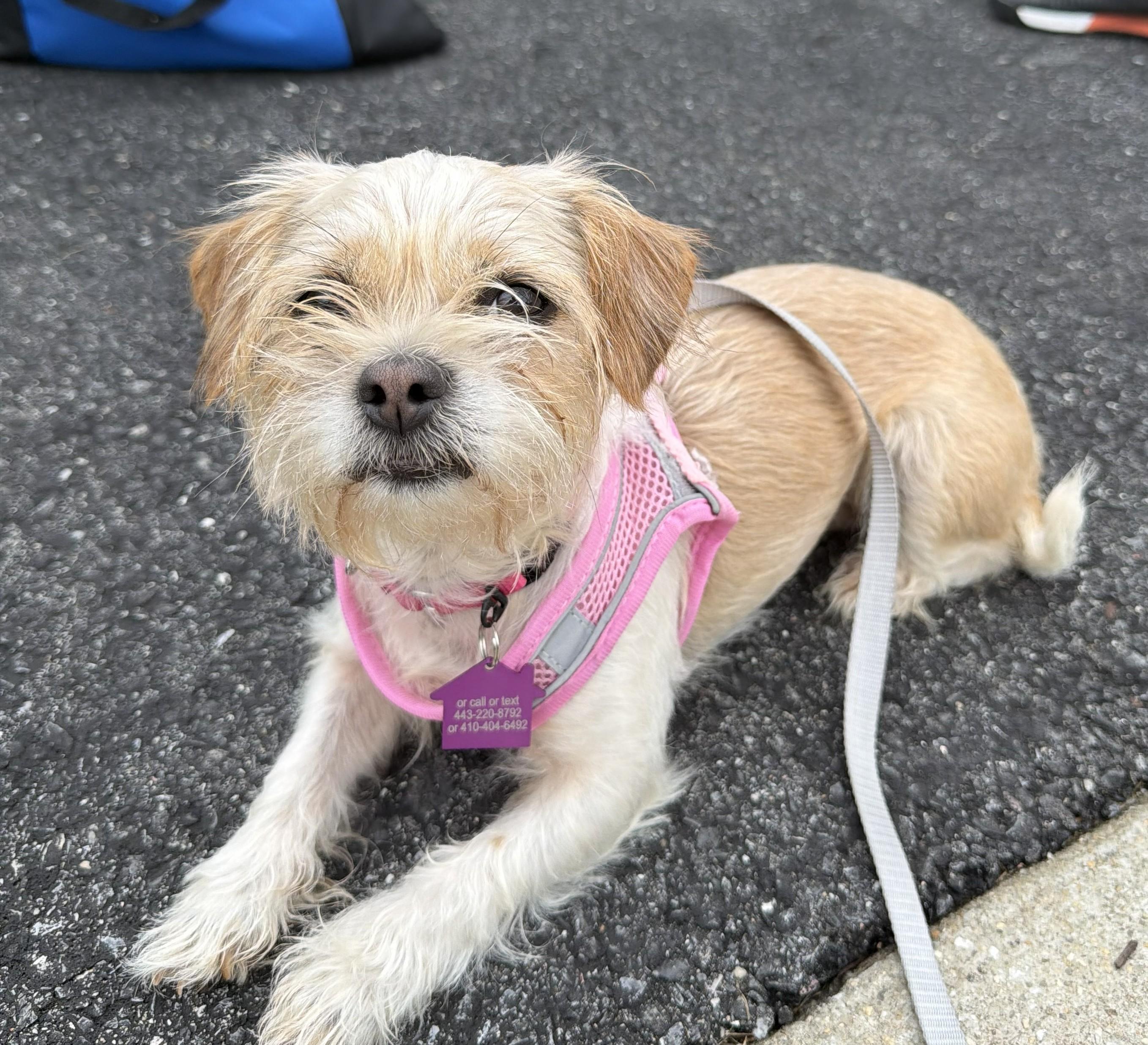 Anna, ADOPTABLE, Adult Female Yorkshire Terrier & Shih Tzu.