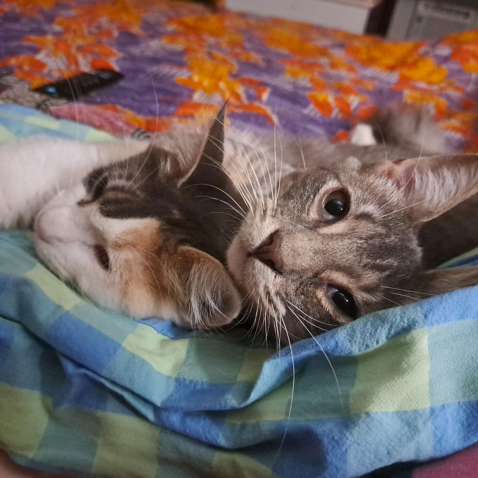 Valiant, Adoptable, Young Male Domestic Short Hair.