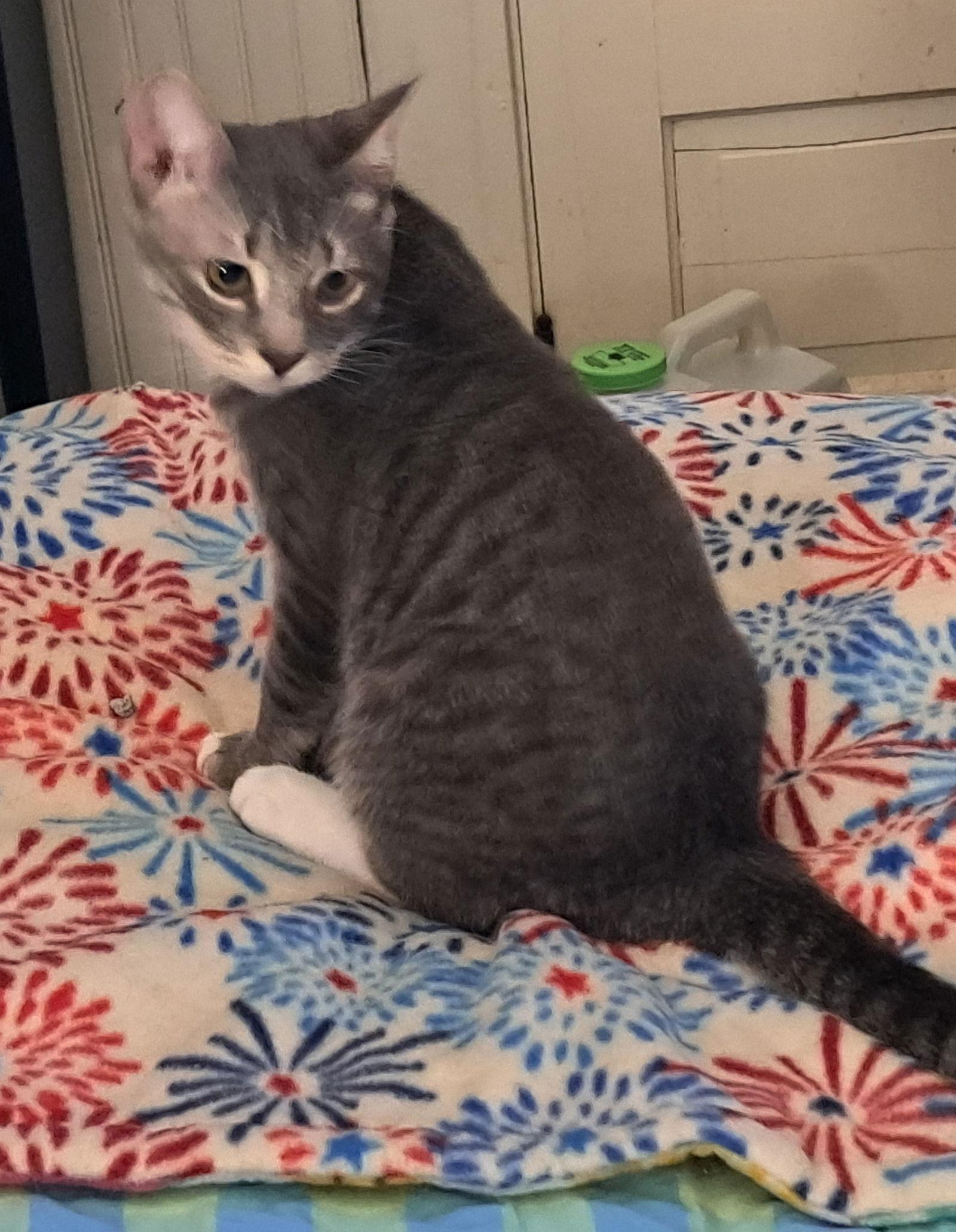 Enlarge Valiant, a Adoptable Domestic Short Hair in McKinney, TX image 2/2