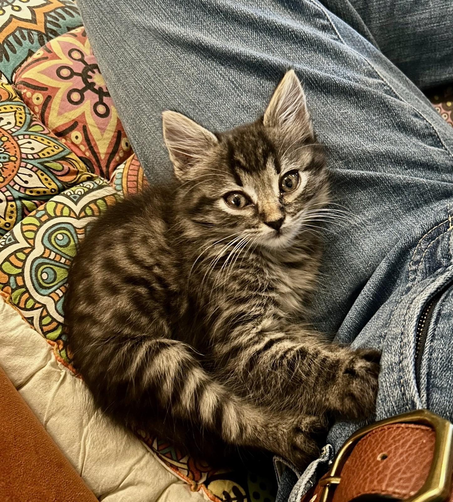 Hugsthe Little Tabby With photo 1