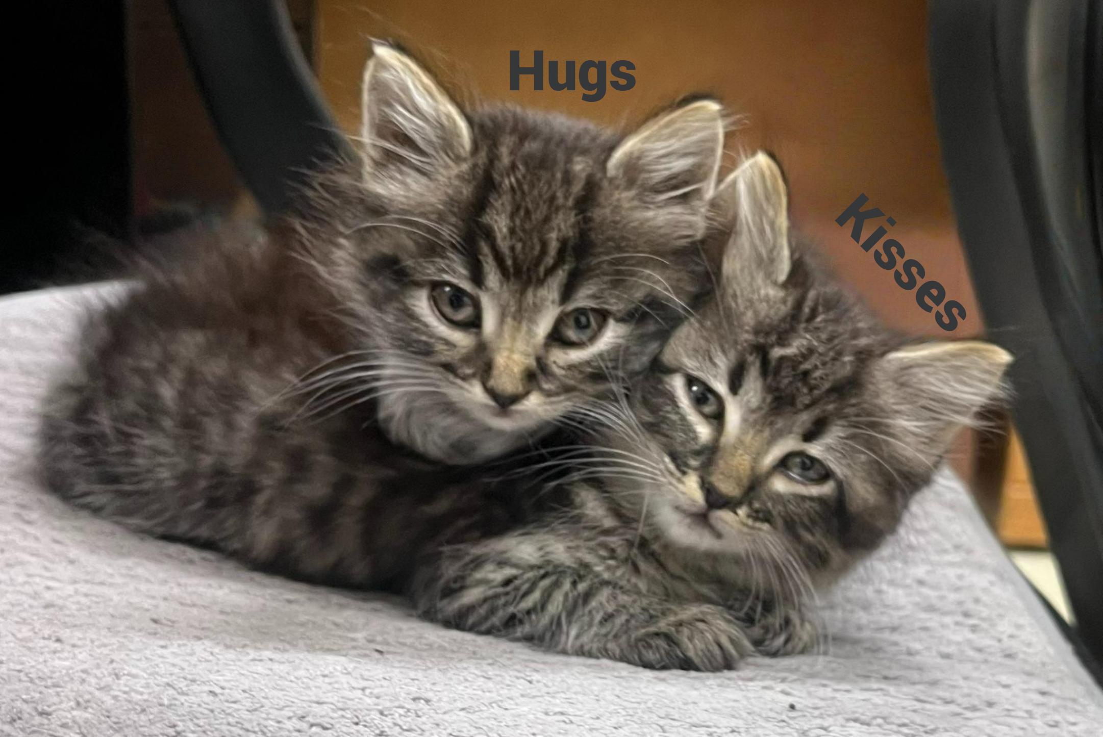 Hugsthe Little Tabby With thumbnail 4