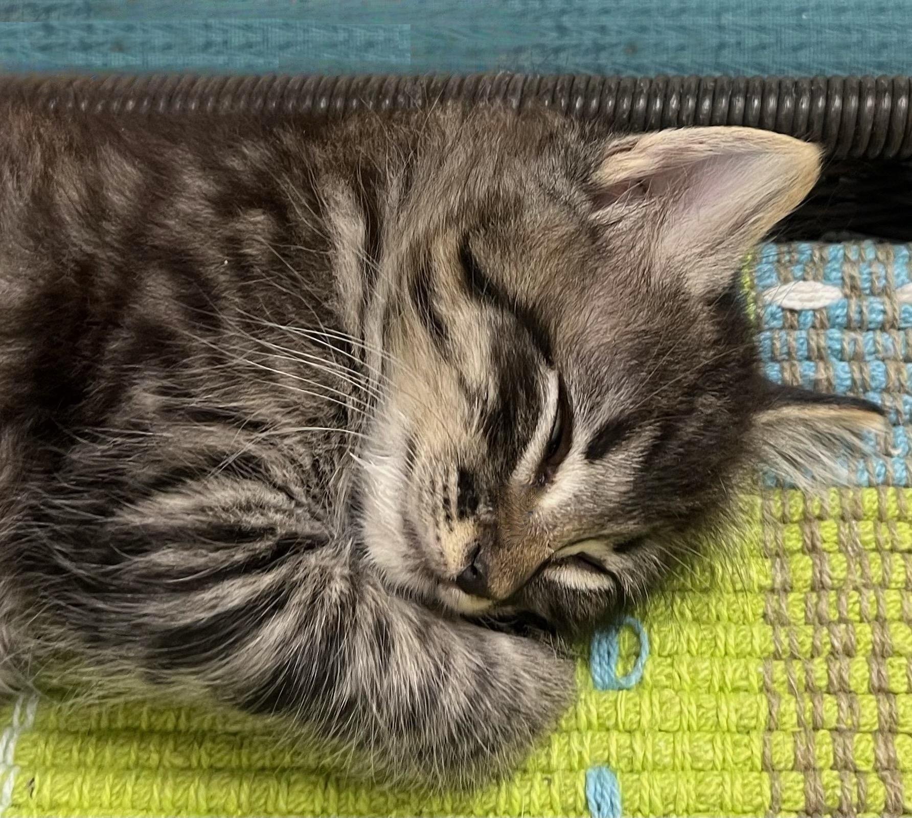 Hugsthe Little Tabby With thumbnail 2