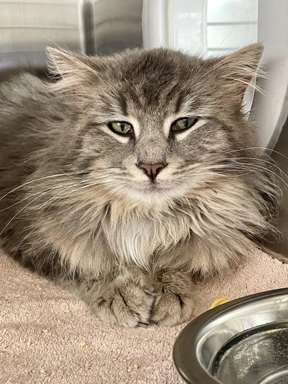 Julian, Adoptable, Adult Male Domestic Long Hair & Domestic Short Hair.