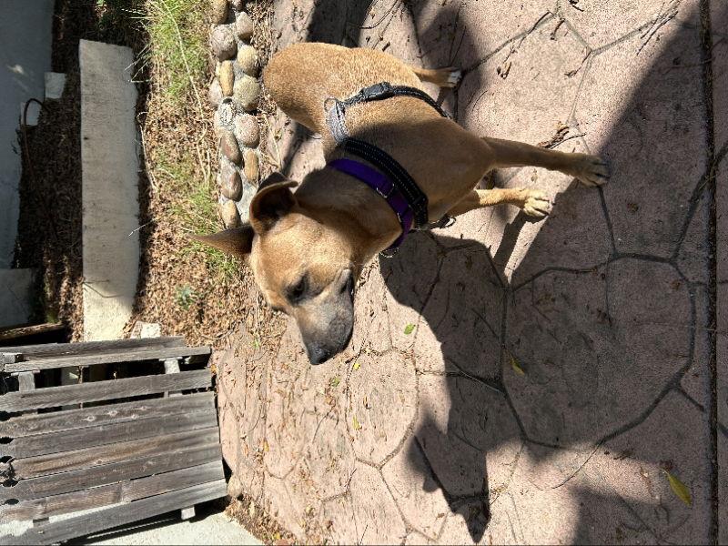 Enlarge Gemma, a Adoptable mixed breed in San Diego, CA image 2/3