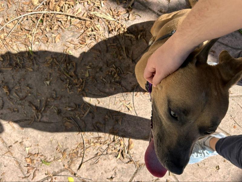 Enlarge Gemma, a Adoptable mixed breed in San Diego, CA image 3/3