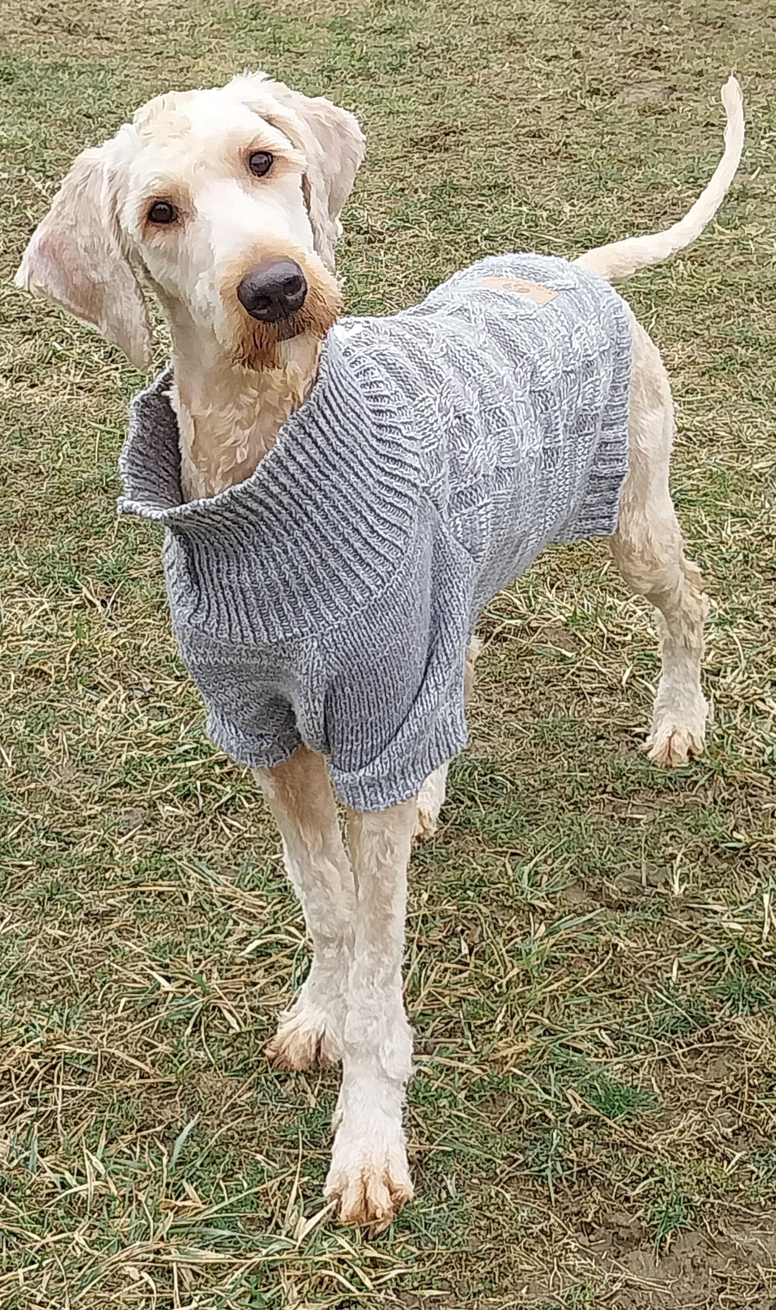 Enlarge WHISKY, an adopted Goldendoodle in Louisville, OH image 1/3