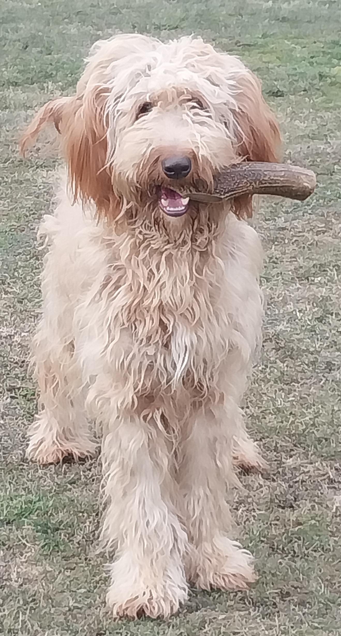 Enlarge WHISKY, an adopted Goldendoodle in Louisville, OH image 2/3
