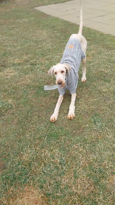 Enlarge WHISKY, an adopted Goldendoodle in Louisville, OH video 3/3