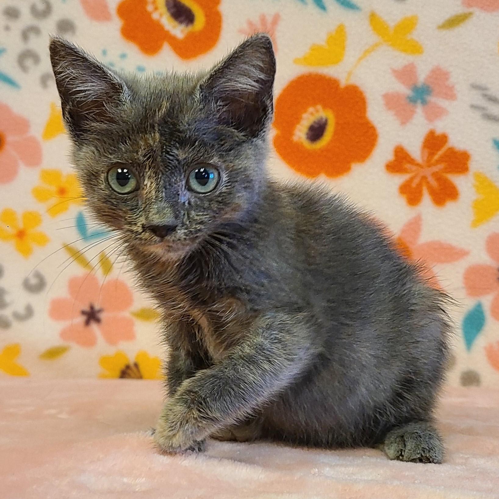 Chai, an adoptable Domestic Short Hair in ALPINE, TX, 79830 | Photo Image 4